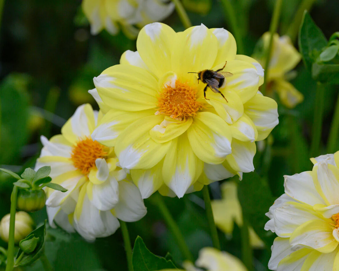 Dahlia 'Fire and Ice Lemon' - Image 3