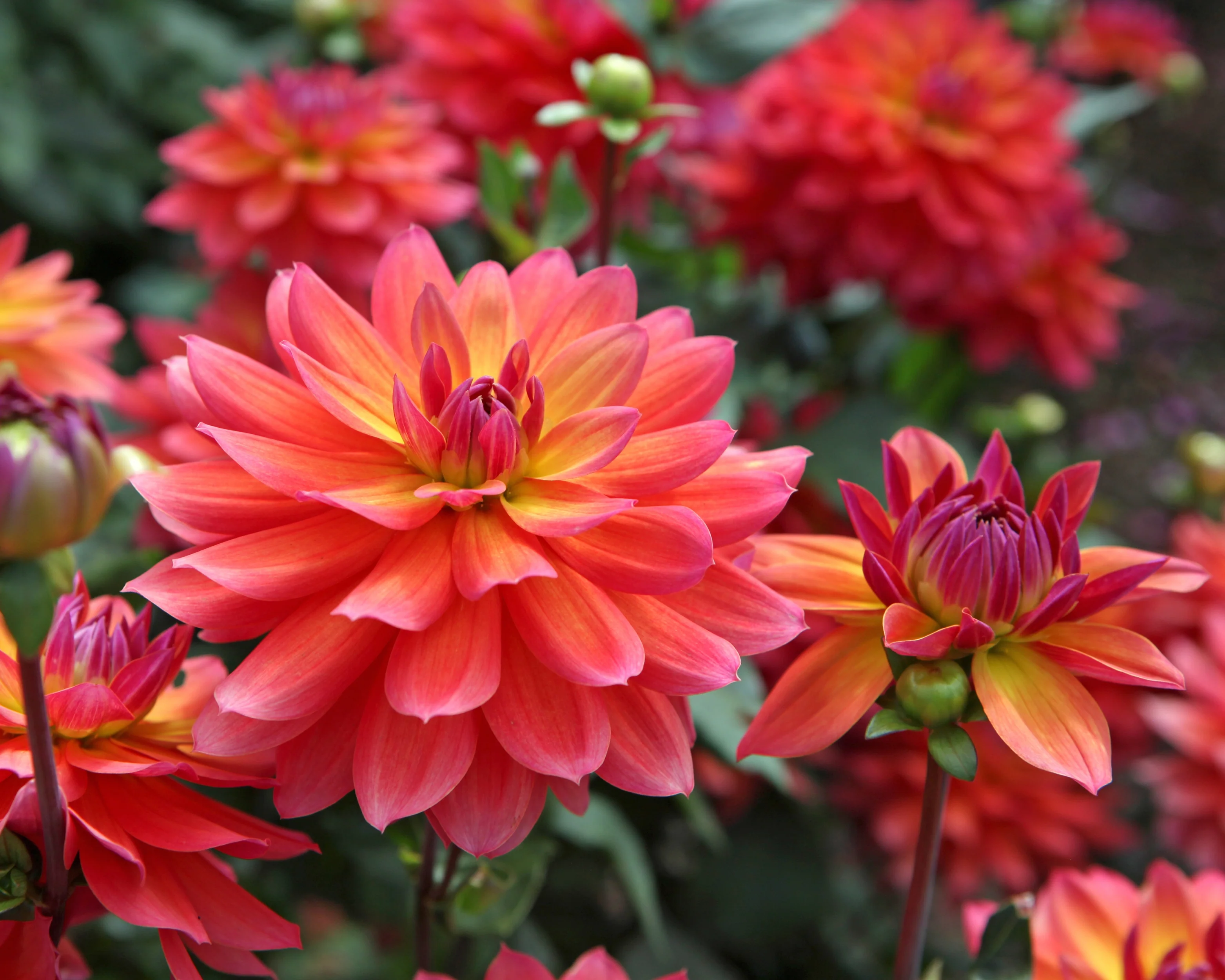 Dahlia 'Firepot' - Image 12
