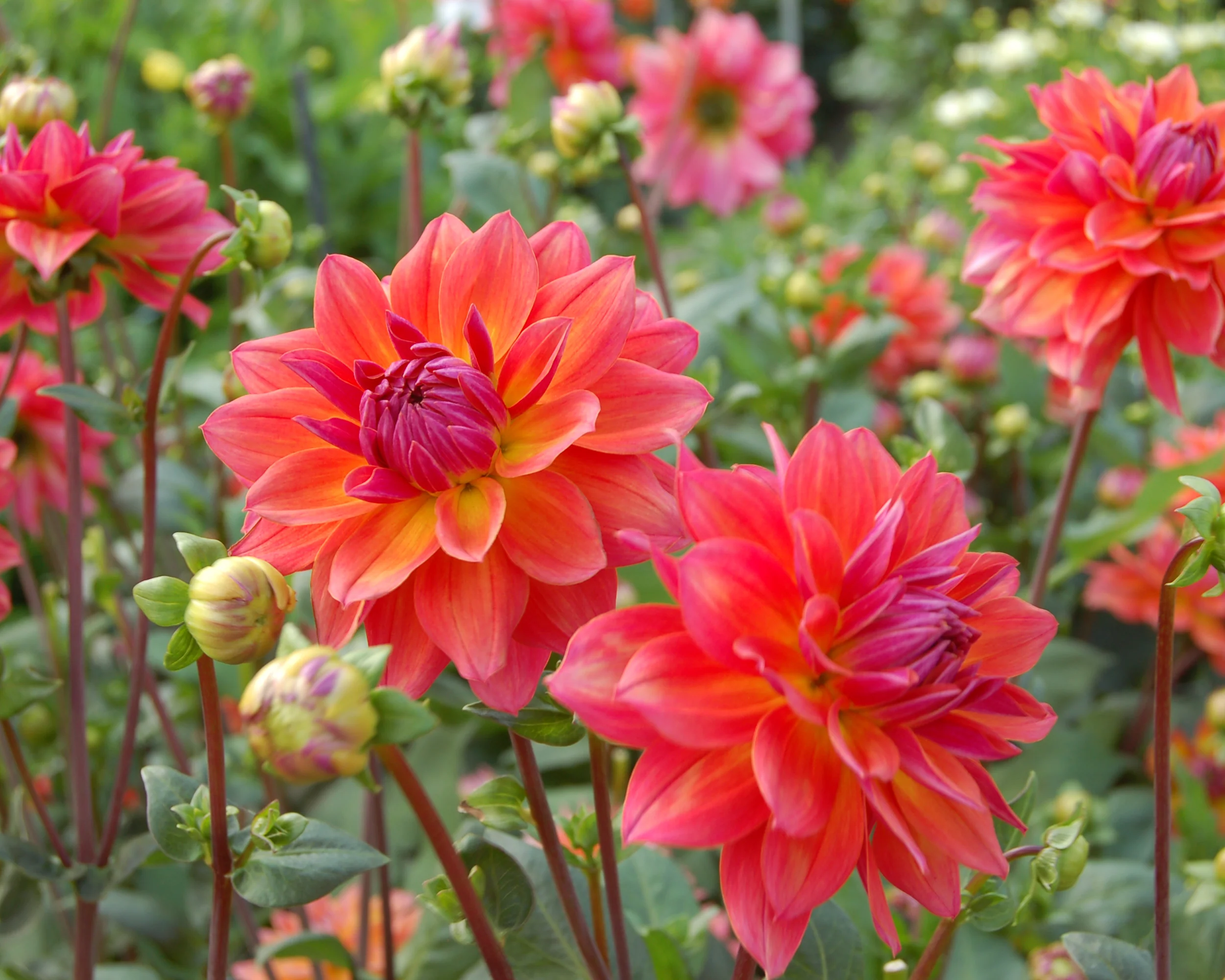 Dahlia 'Firepot' - Image 2