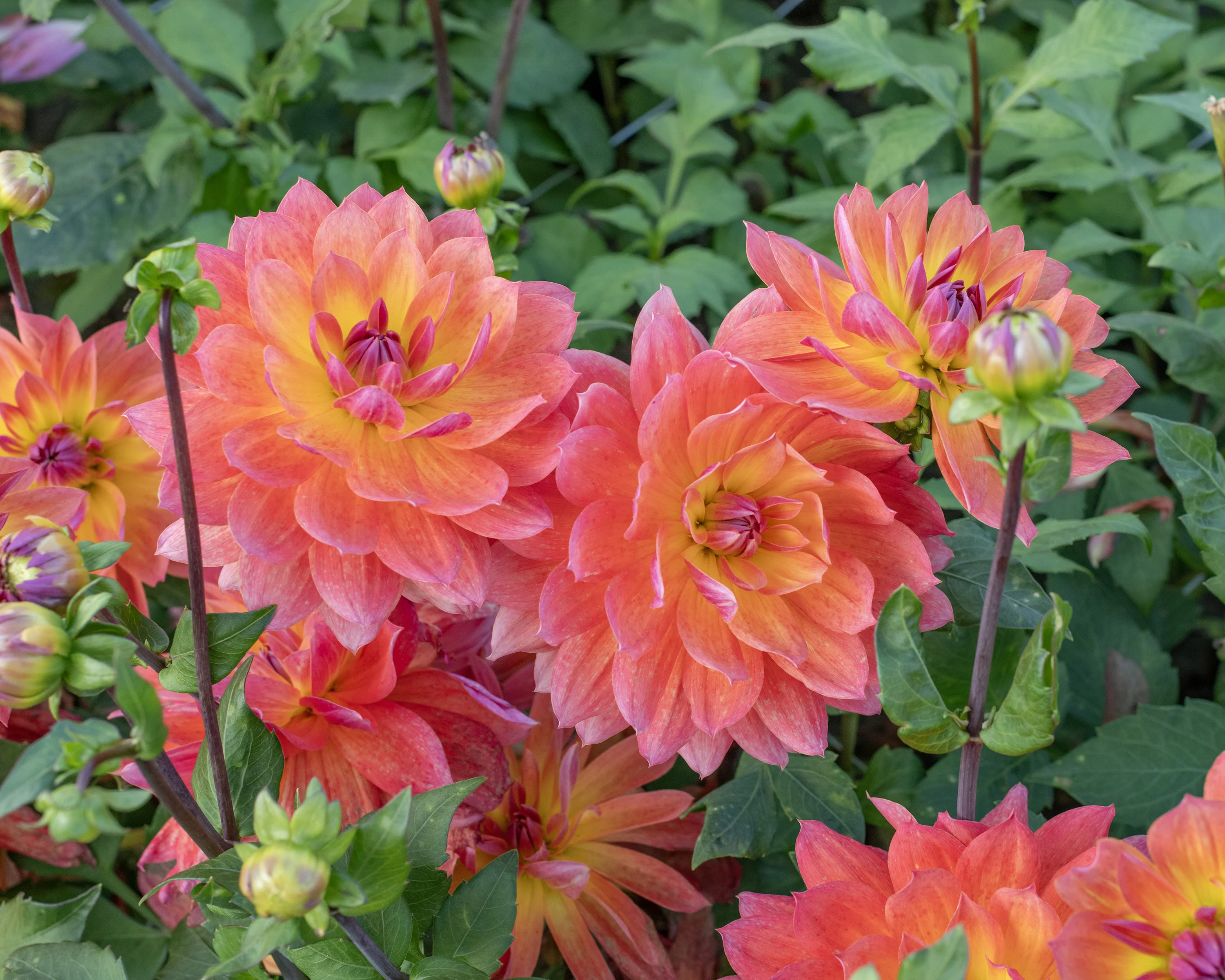 Dahlia 'Firepot' - Image 3