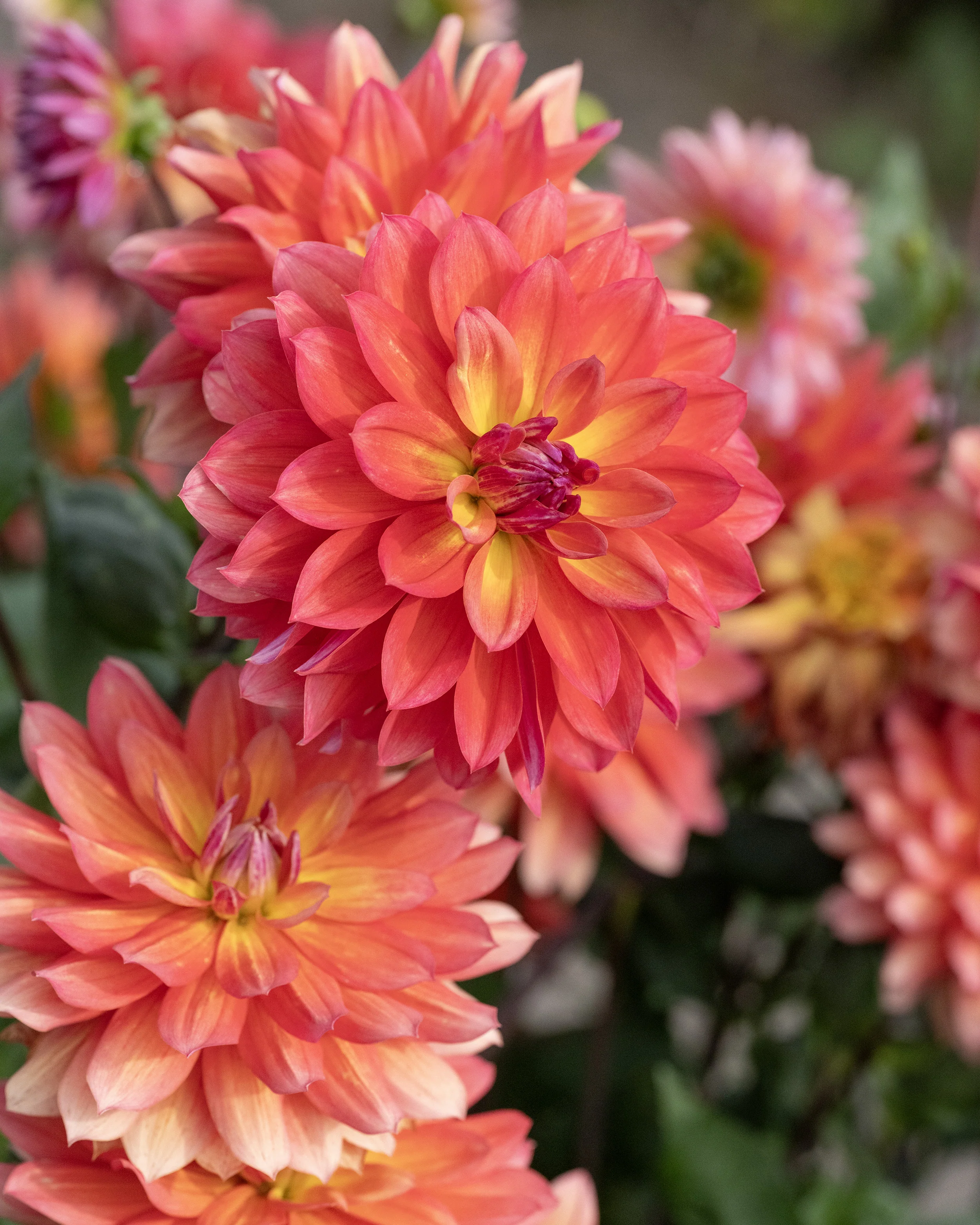 Dahlia 'Firepot' - Image 4