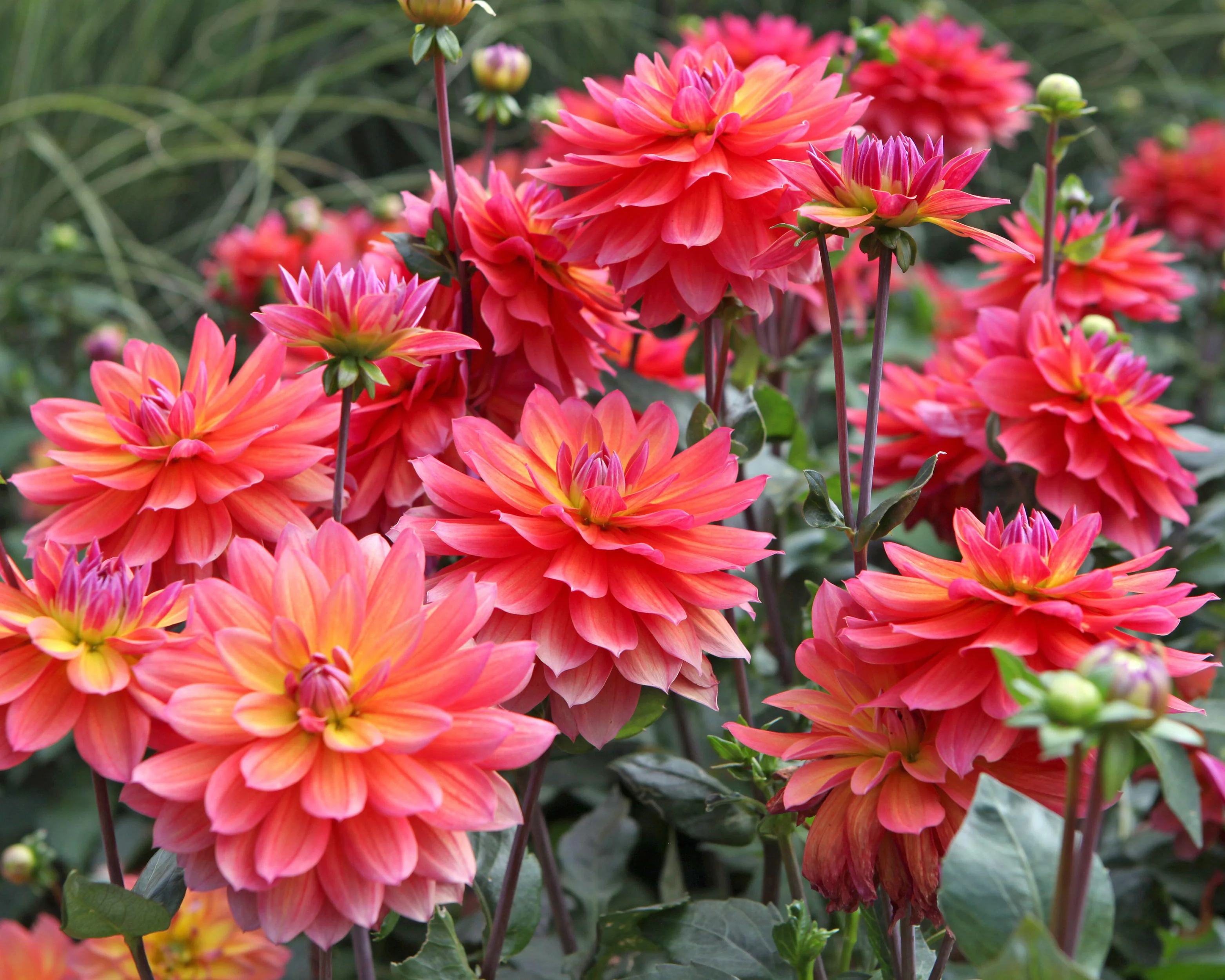 Dahlia 'Firepot' - Image 6