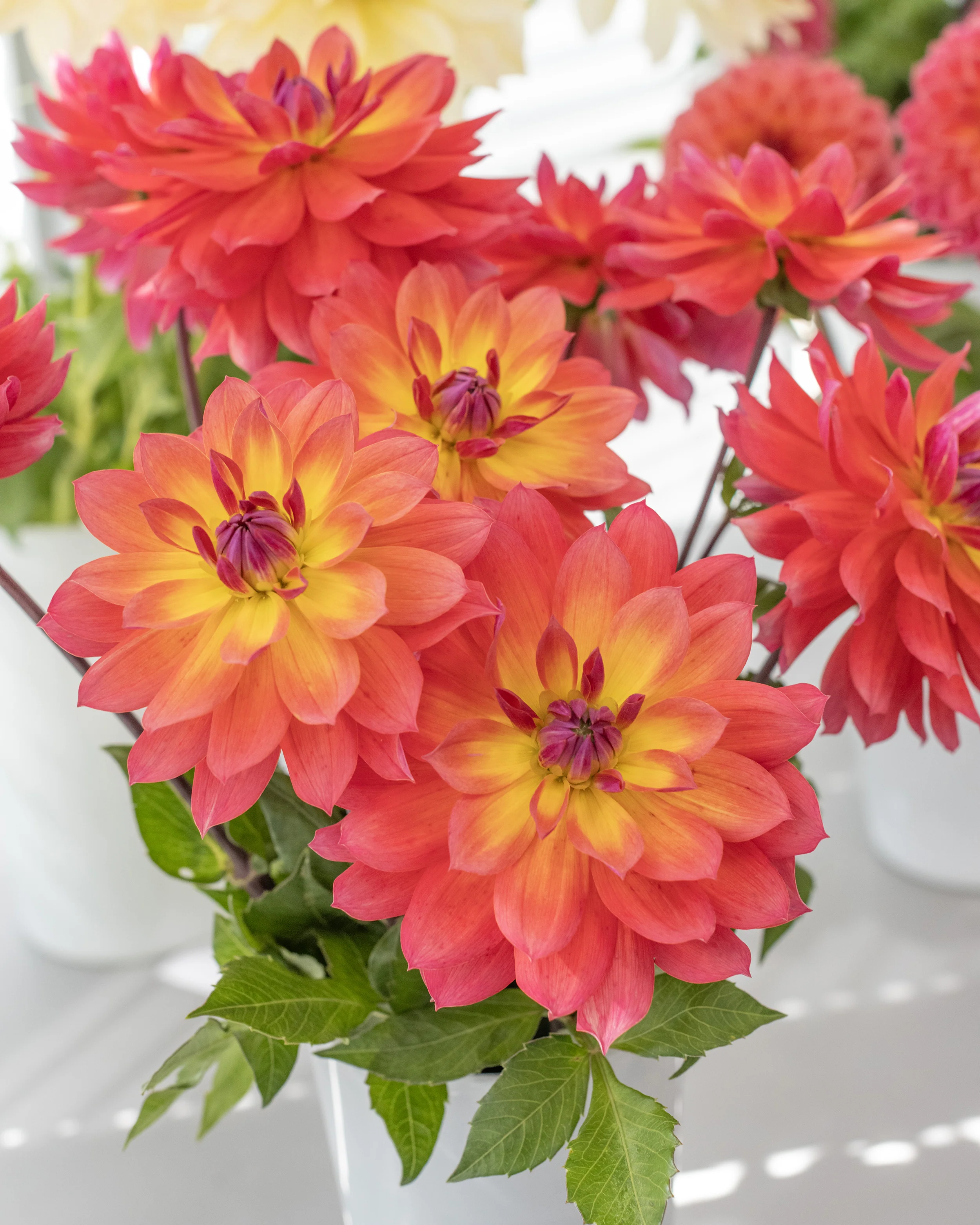 Dahlia 'Firepot' - Image 7