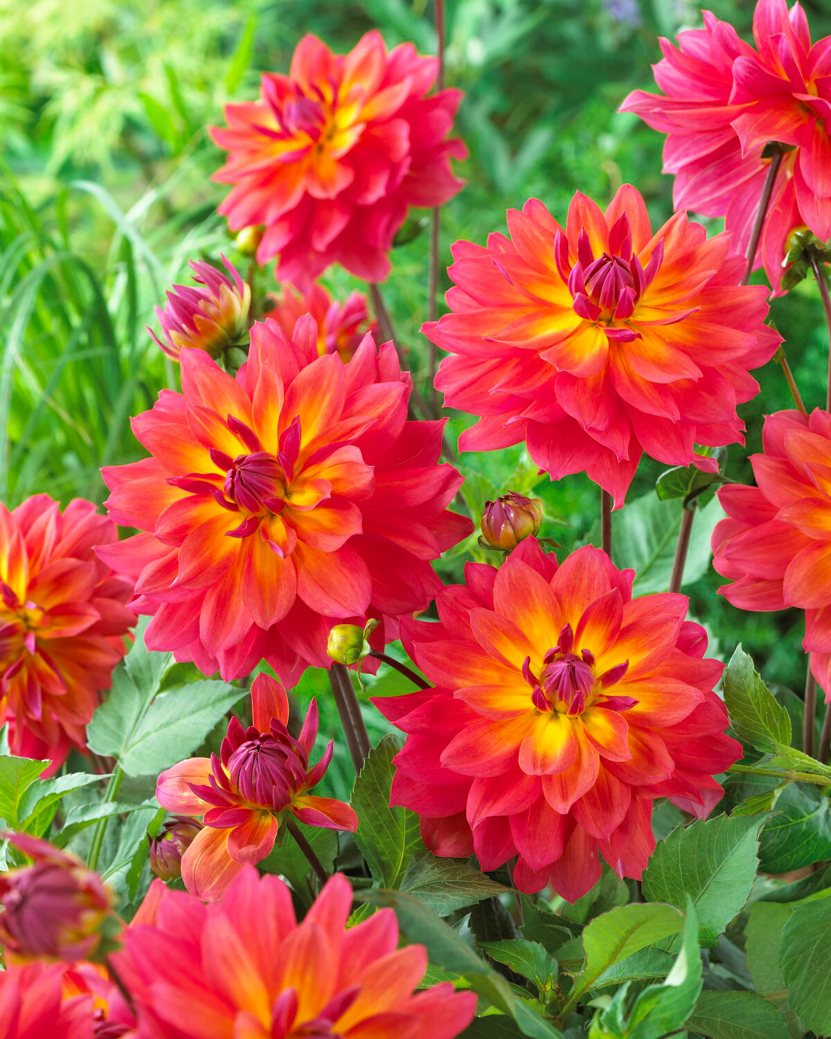 Dahlia 'Firepot' - Image 9