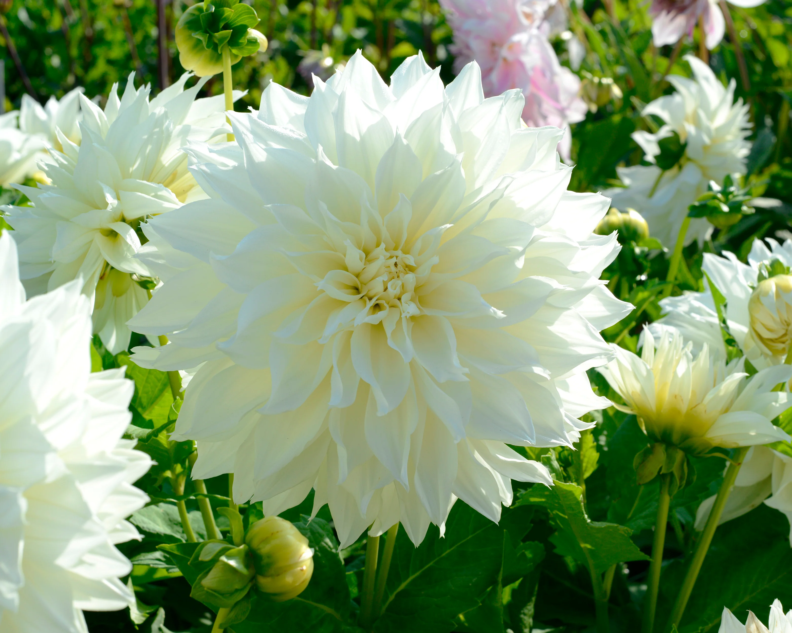 Dahlia 'Fleurel' - Image 10