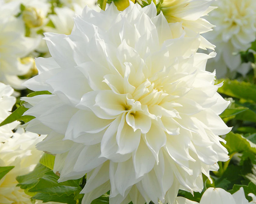 Dahlia 'Fleurel' - Image 7