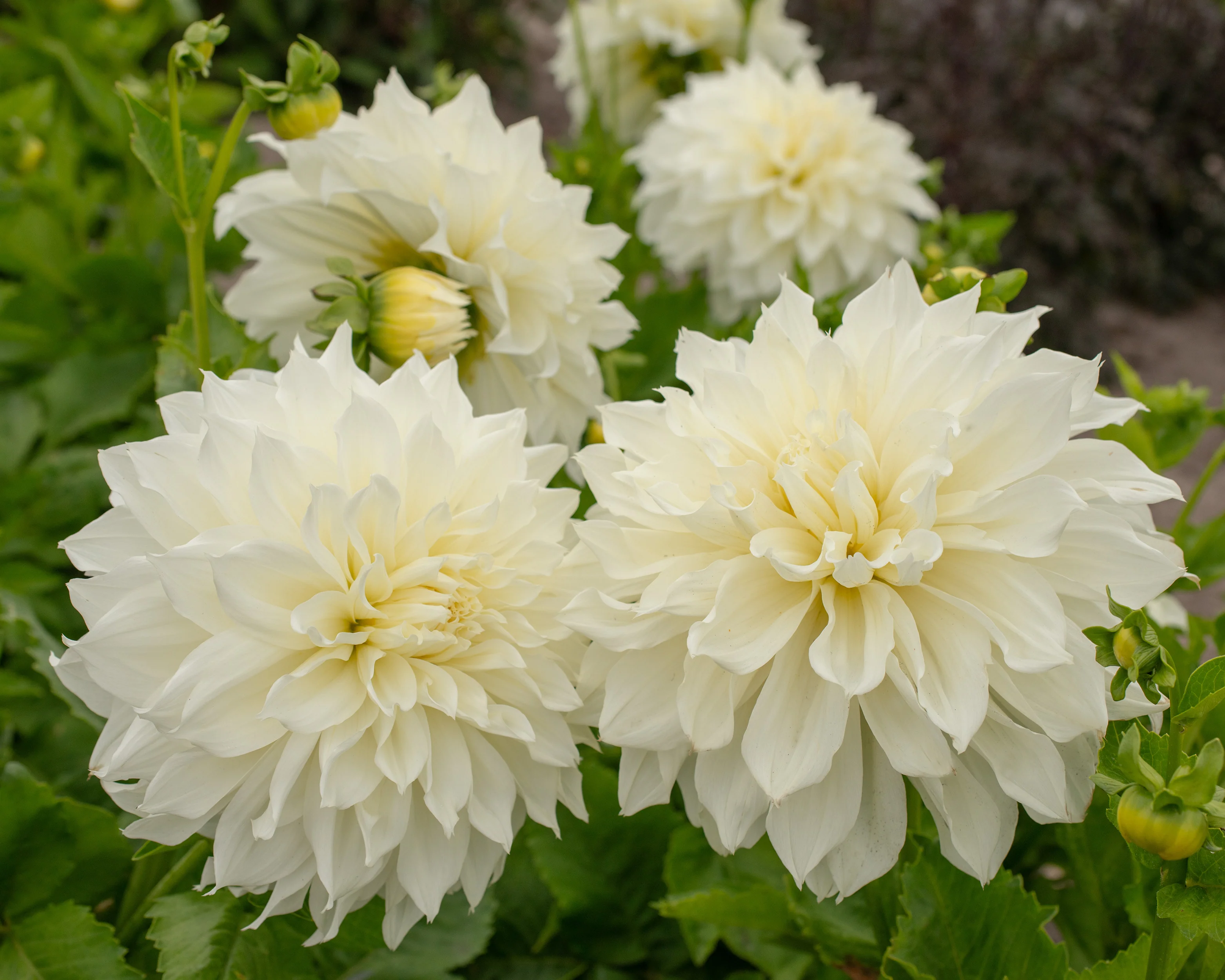 Dahlia 'Fleurel' - Image 9