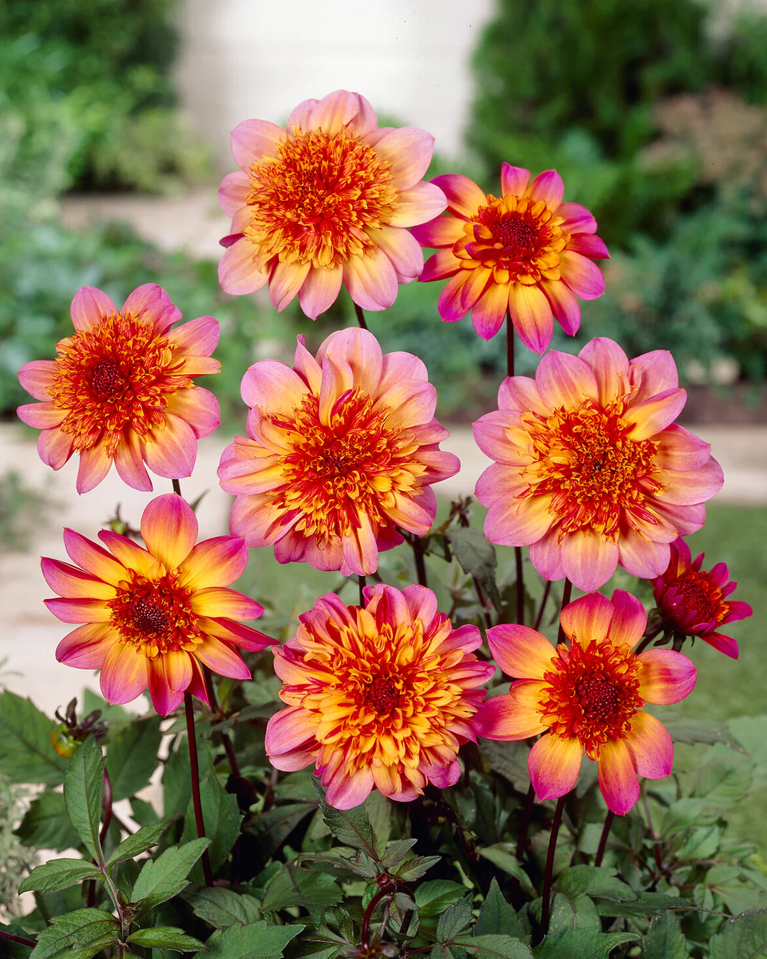 Dahlia 'Floorinoor' - Image 3