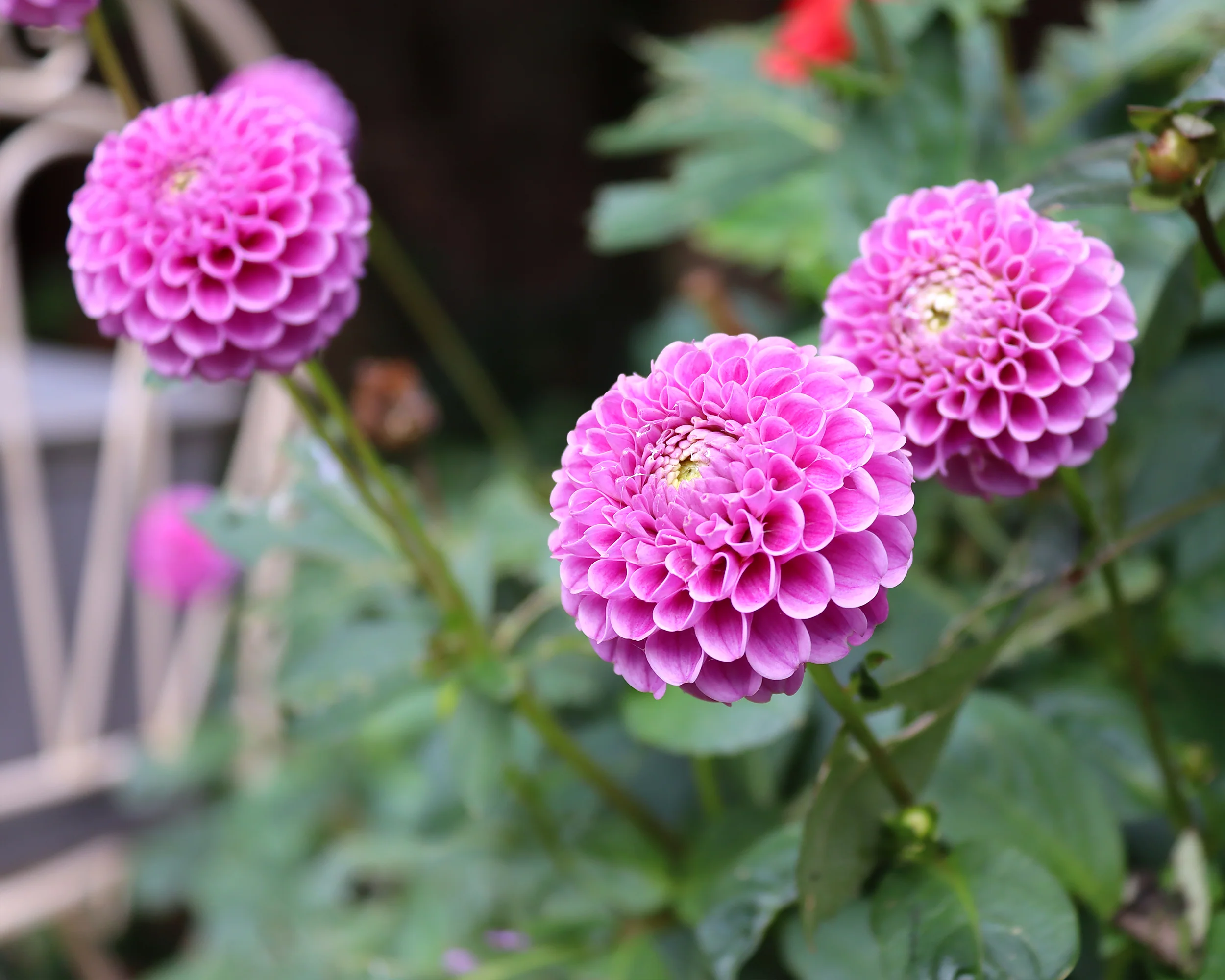 Dahlia 'Franz Kafka' - Image 3