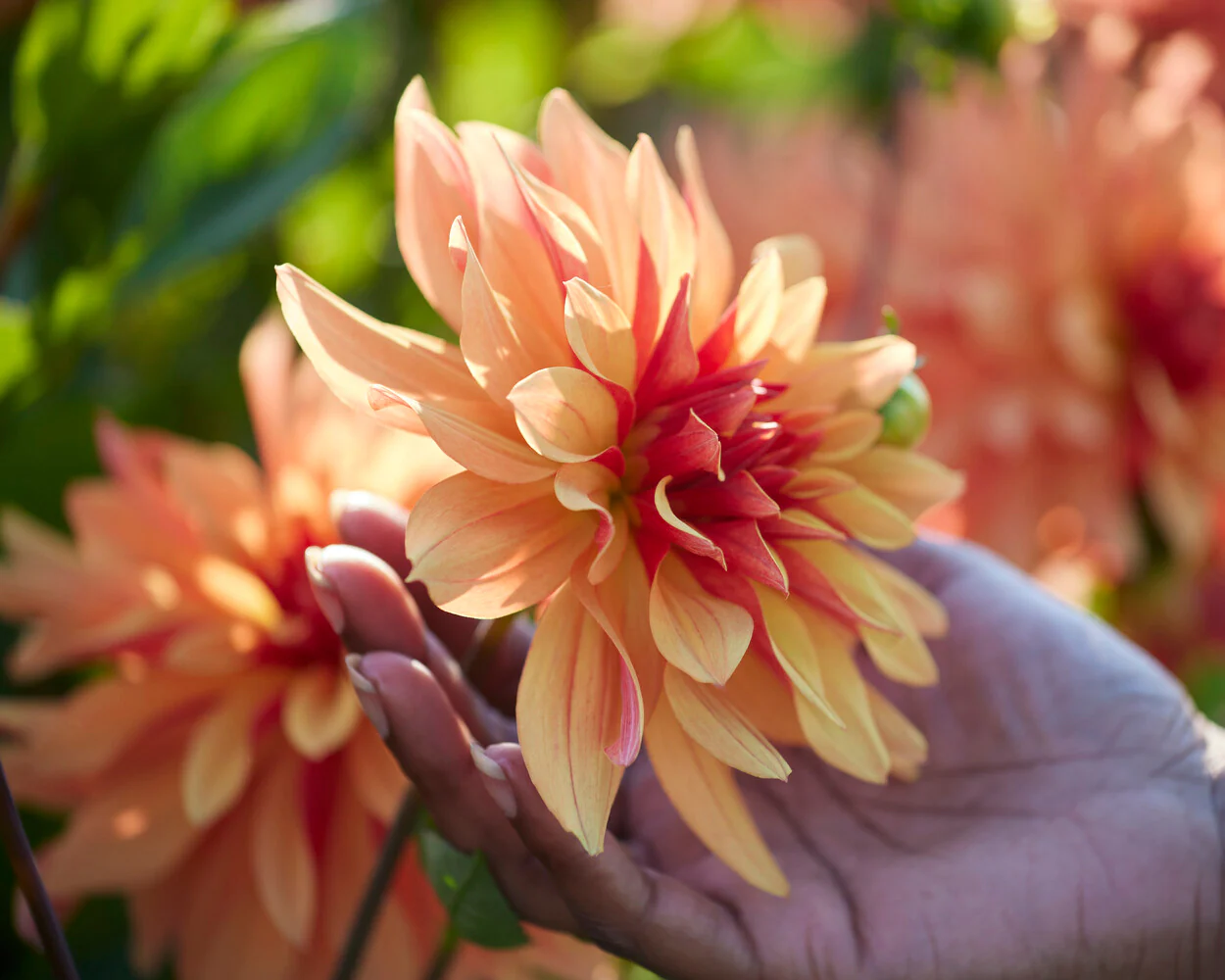 Dahlia 'French Cancan' - Image 3