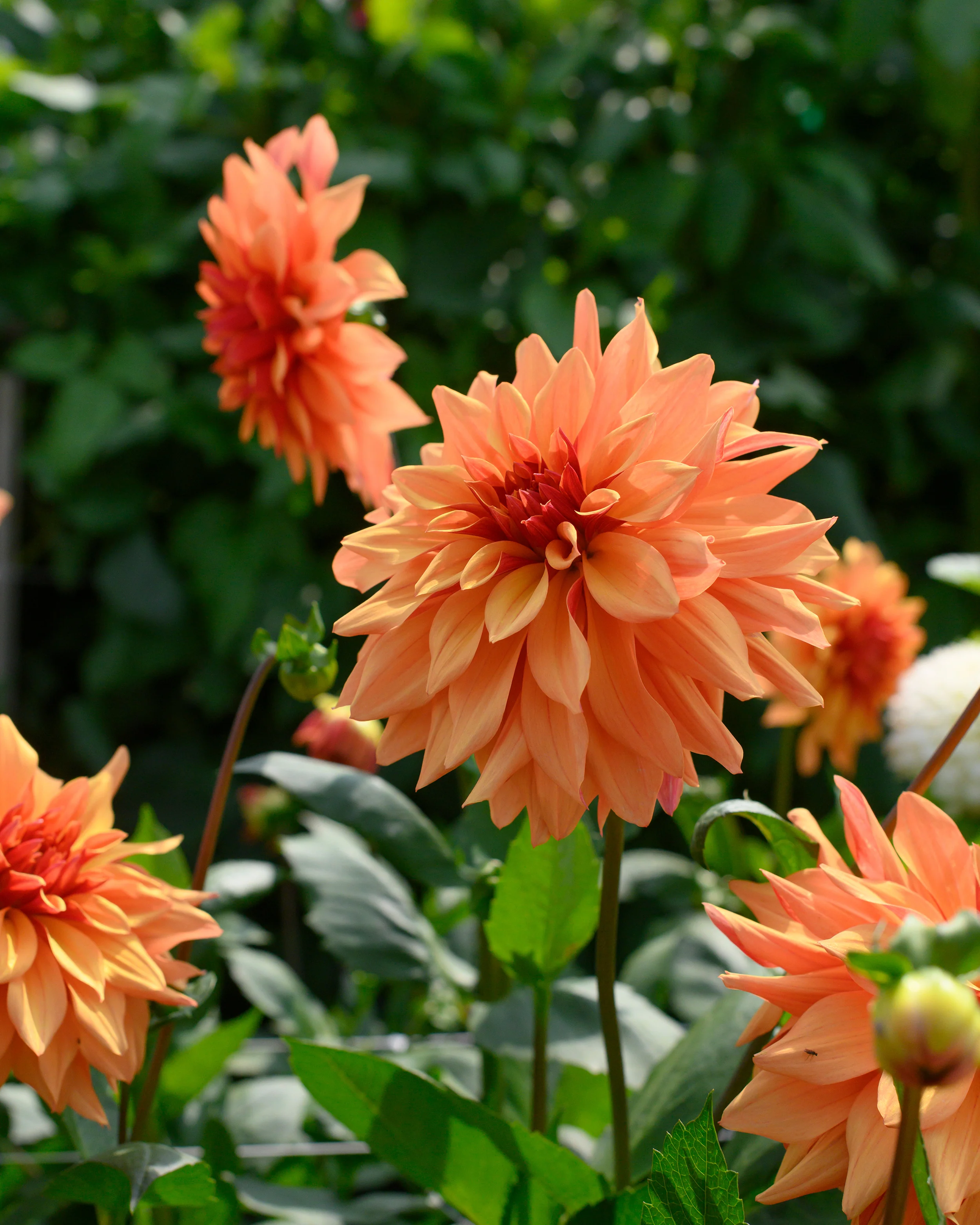 Dahlia 'French Cancan' - Image 4