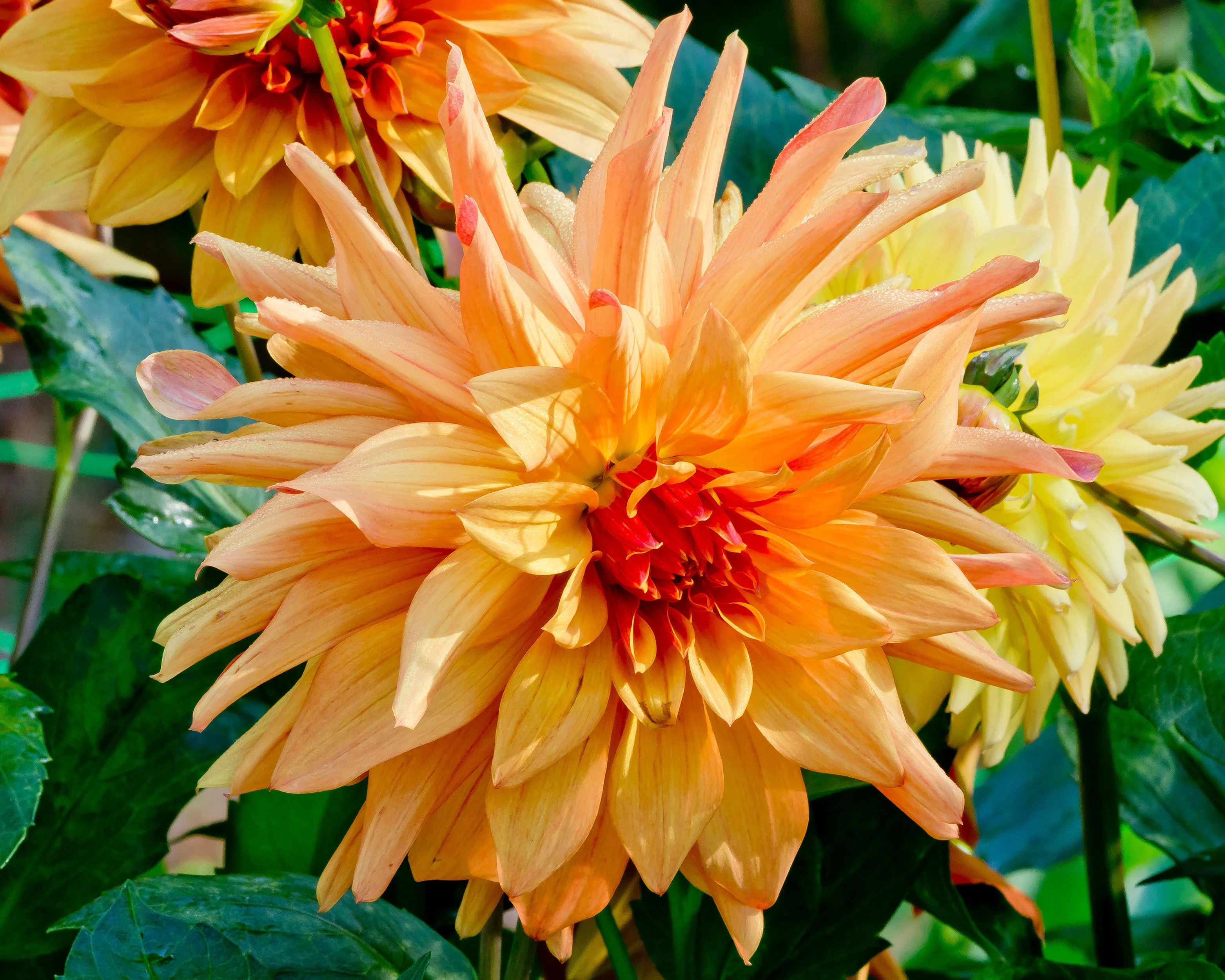 Dahlia 'French Cancan' - Image 5