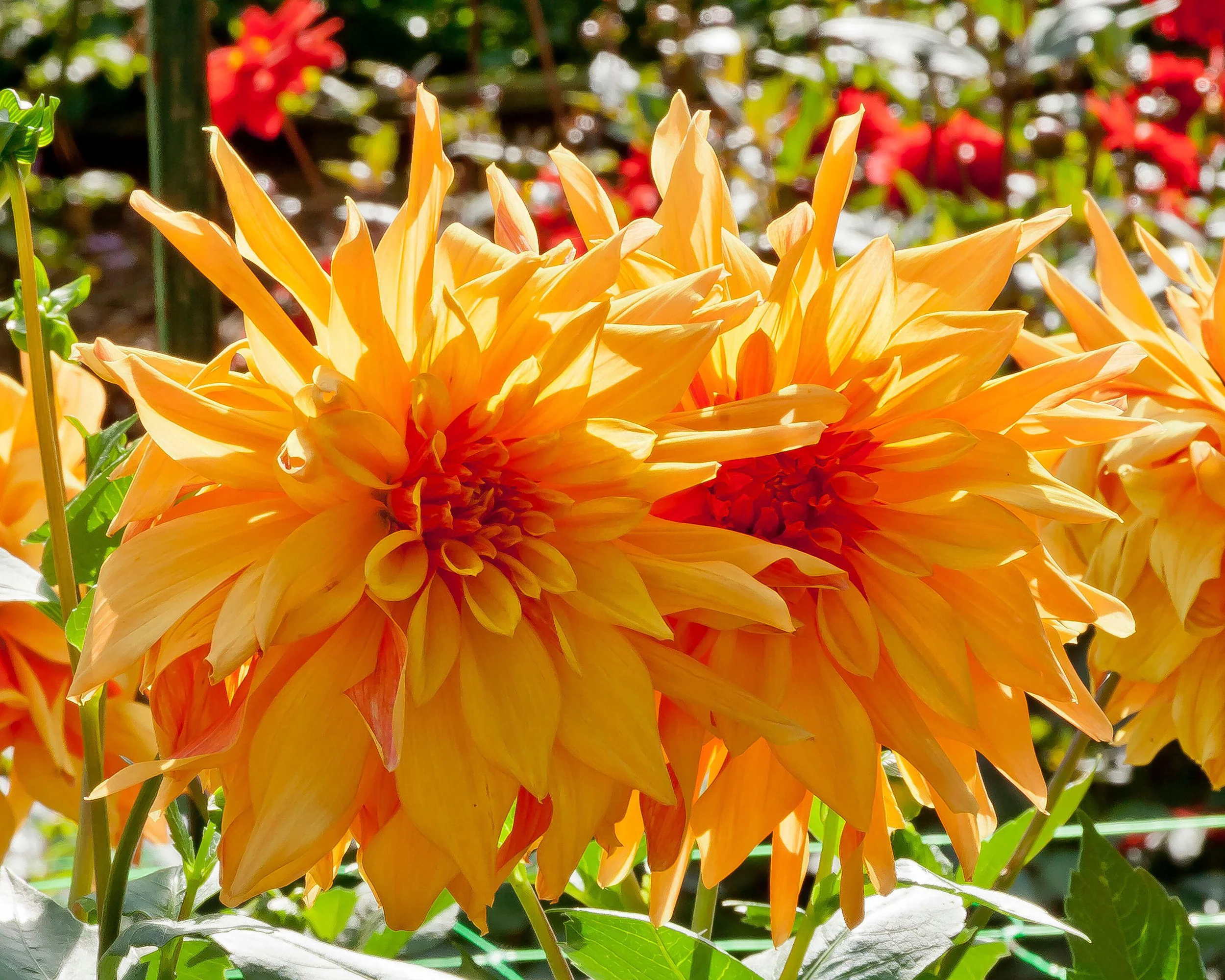 Dahlia 'French Cancan' - Image 6