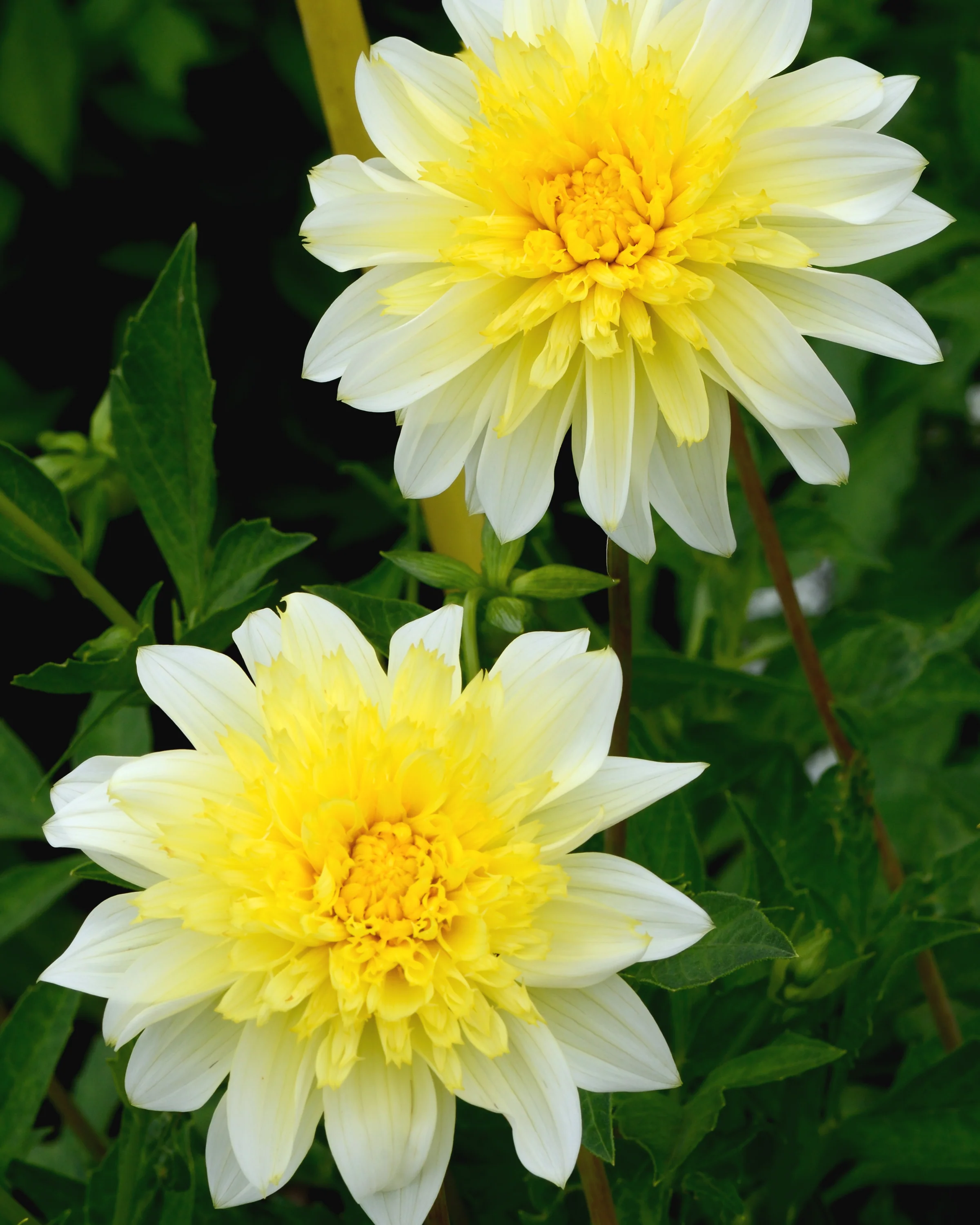 Dahlia 'Freya's Paso Doble' - Image 5
