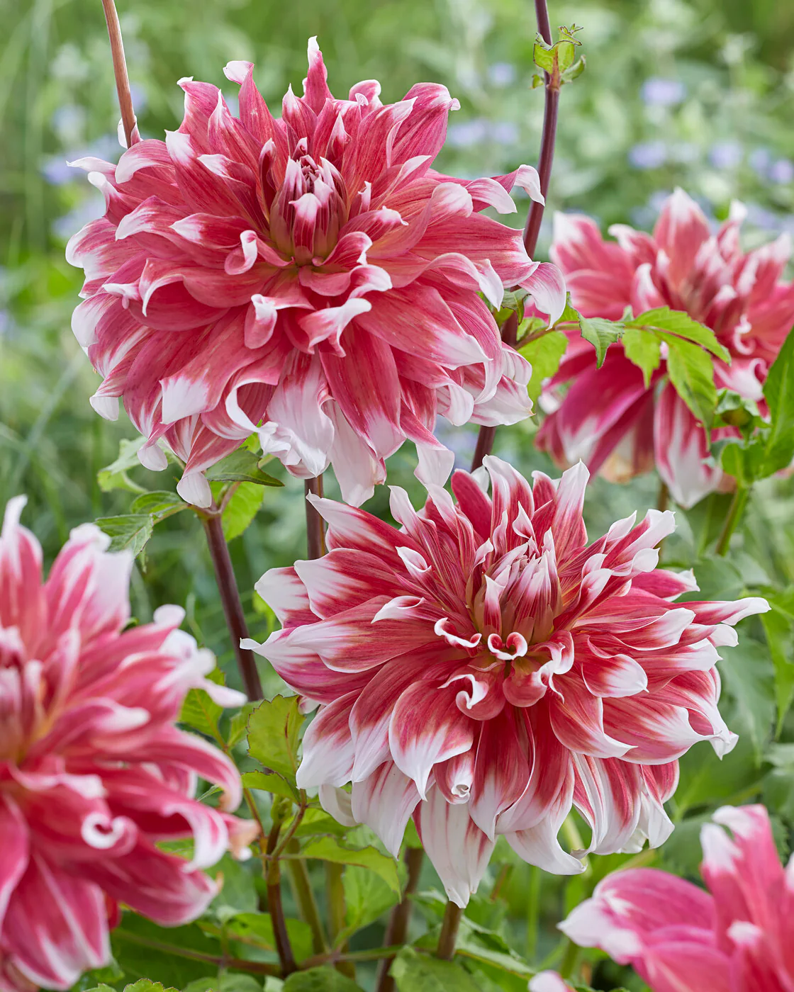 Dahlia 'Frost Nip' - Image 2
