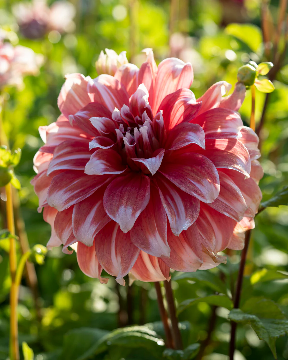 Dahlia 'Frost Nip' - Image 4