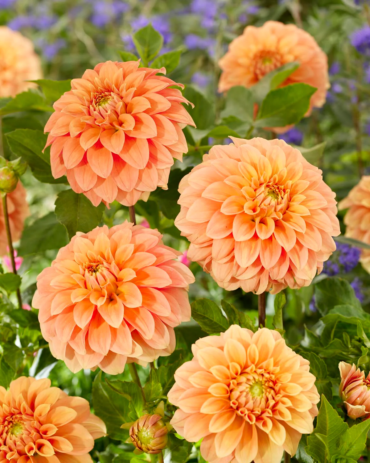 Dahlia 'Garden Jubilee' - Image 2