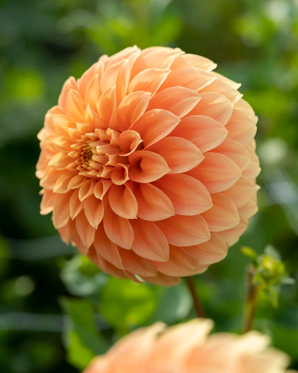 Dahlia 'Garden Jubilee' - Image 3