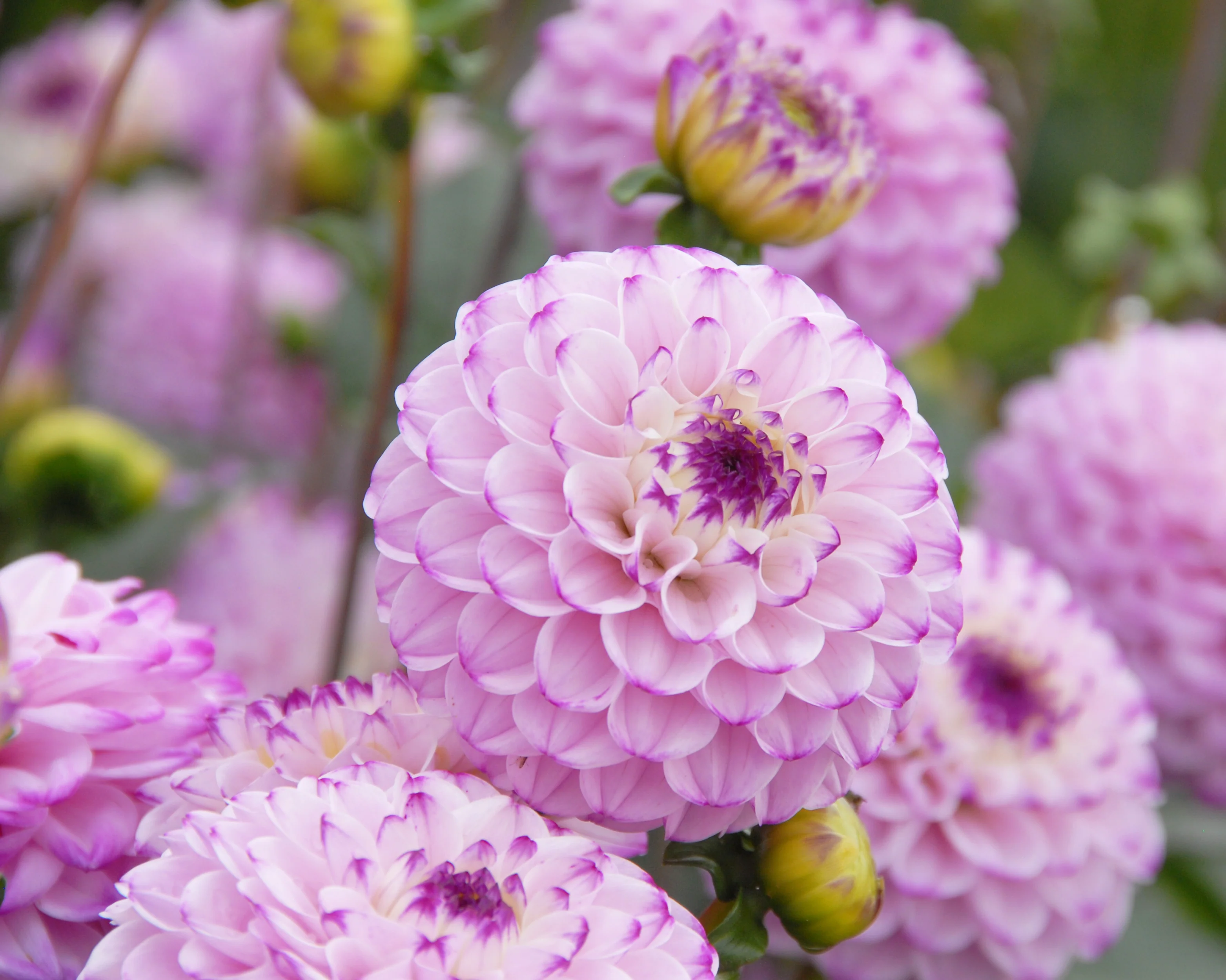Dahlia 'Genova' - Image 2