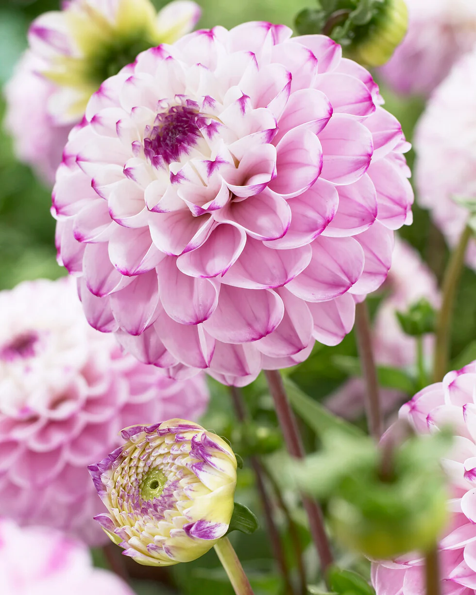 Dahlia 'Genova' - Image 4