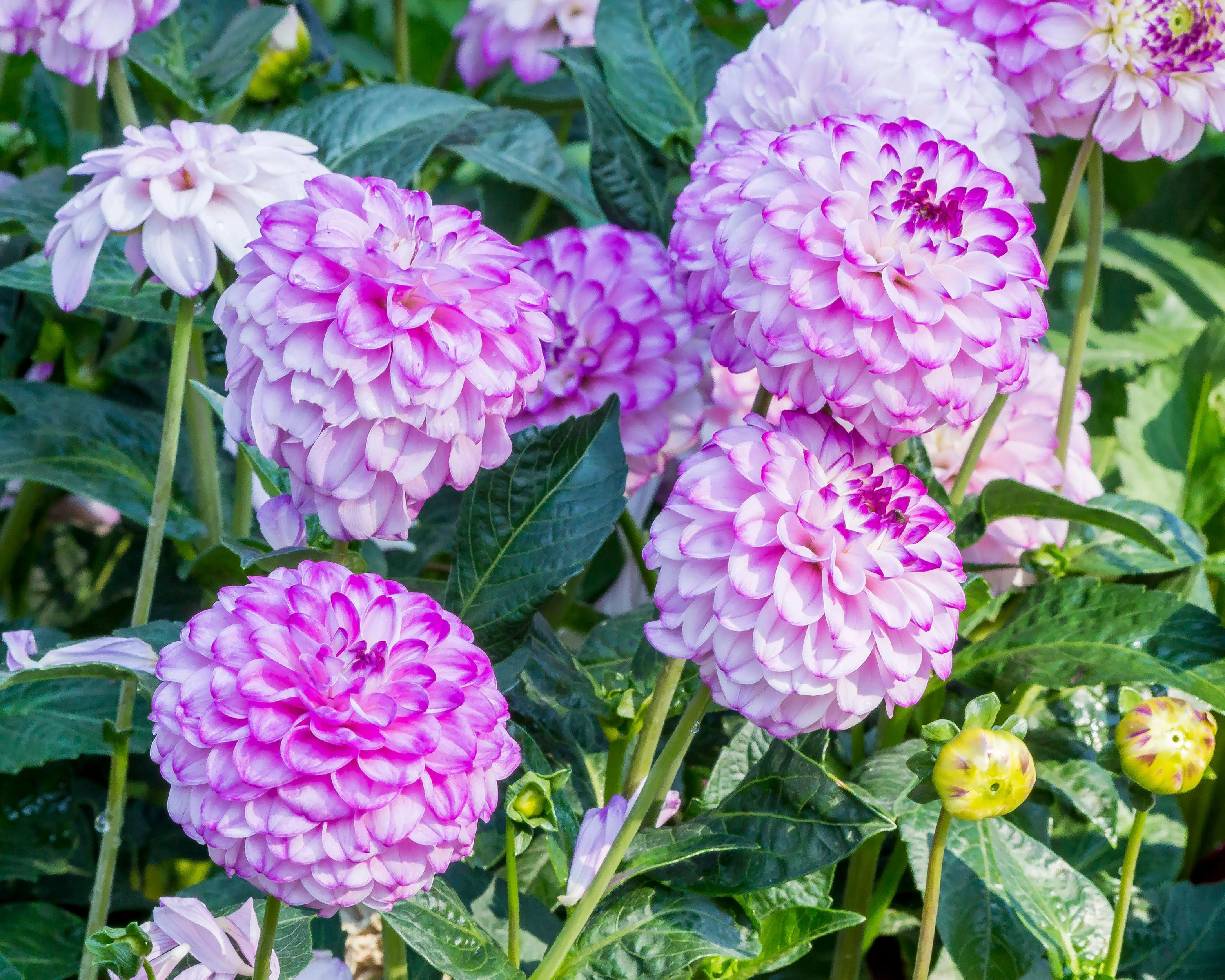 Dahlia 'Genova' - Image 6