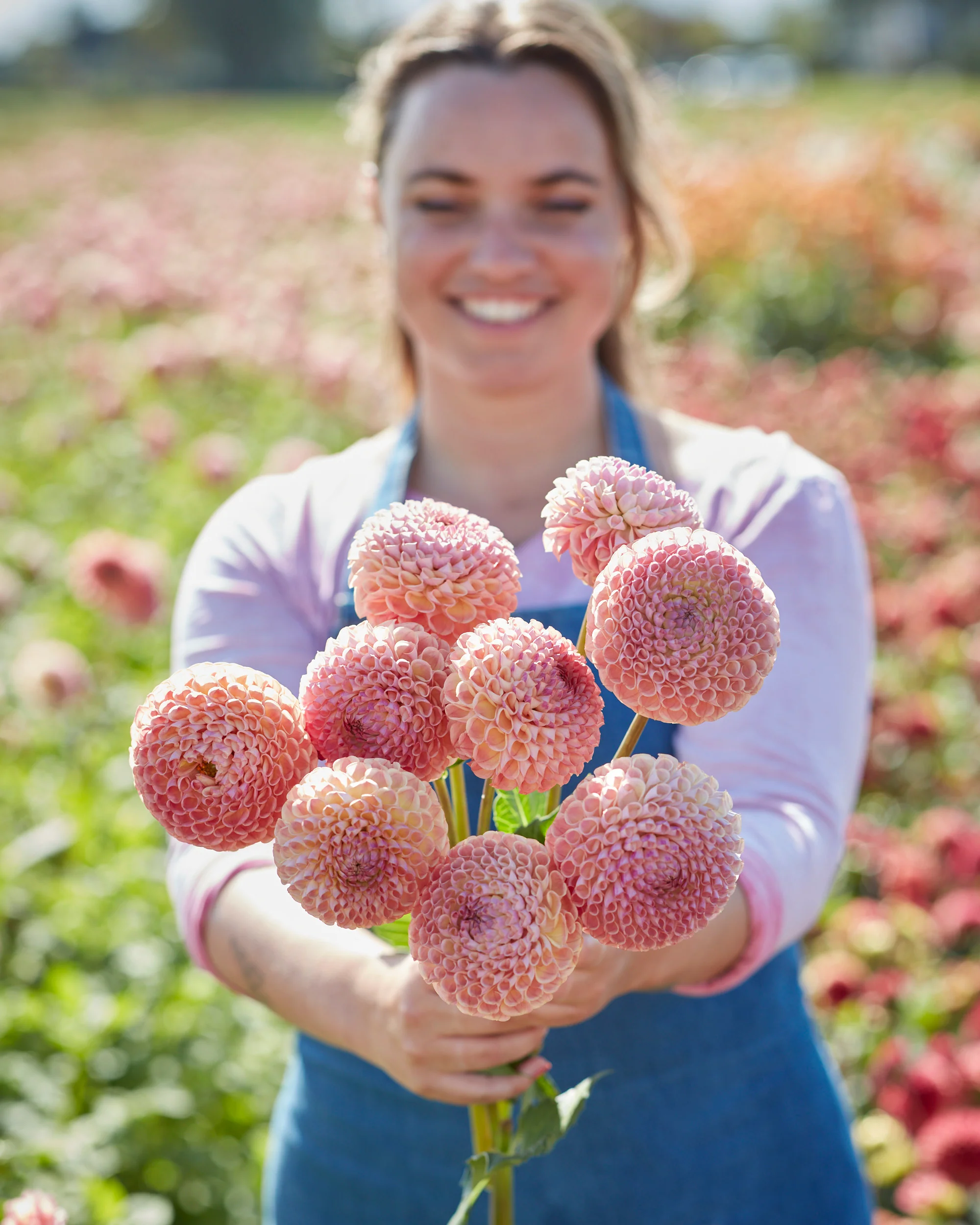 Dahlia 'Ghislaine' - Image 2