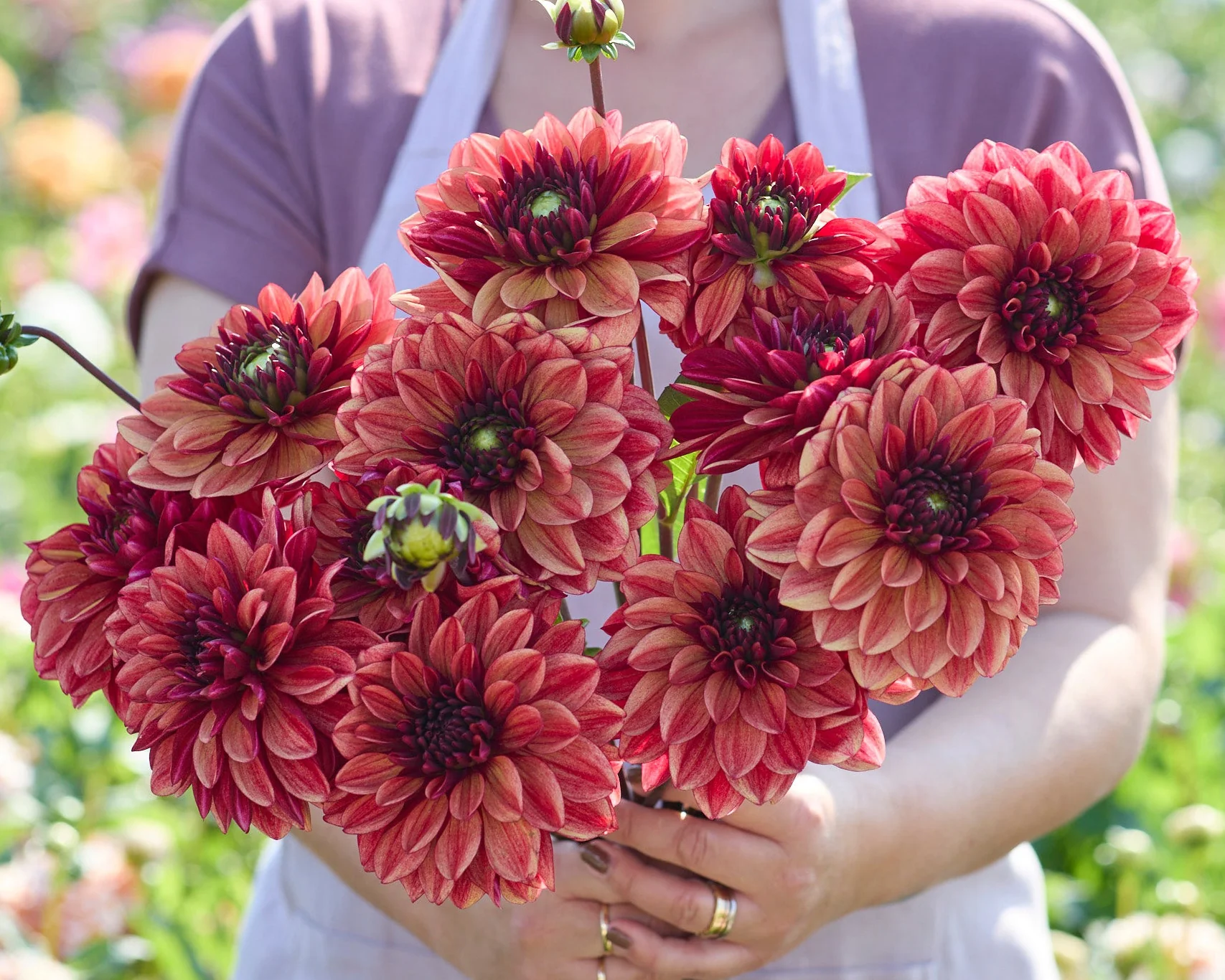 Dahlia 'Glossy Maracanã' - Image 2