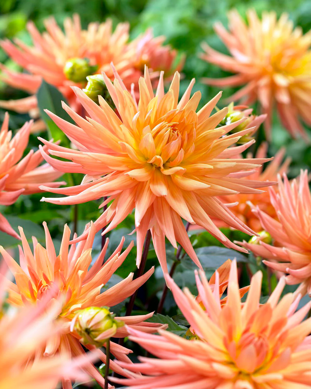 Dahlia 'Gold Crown' - Image 2
