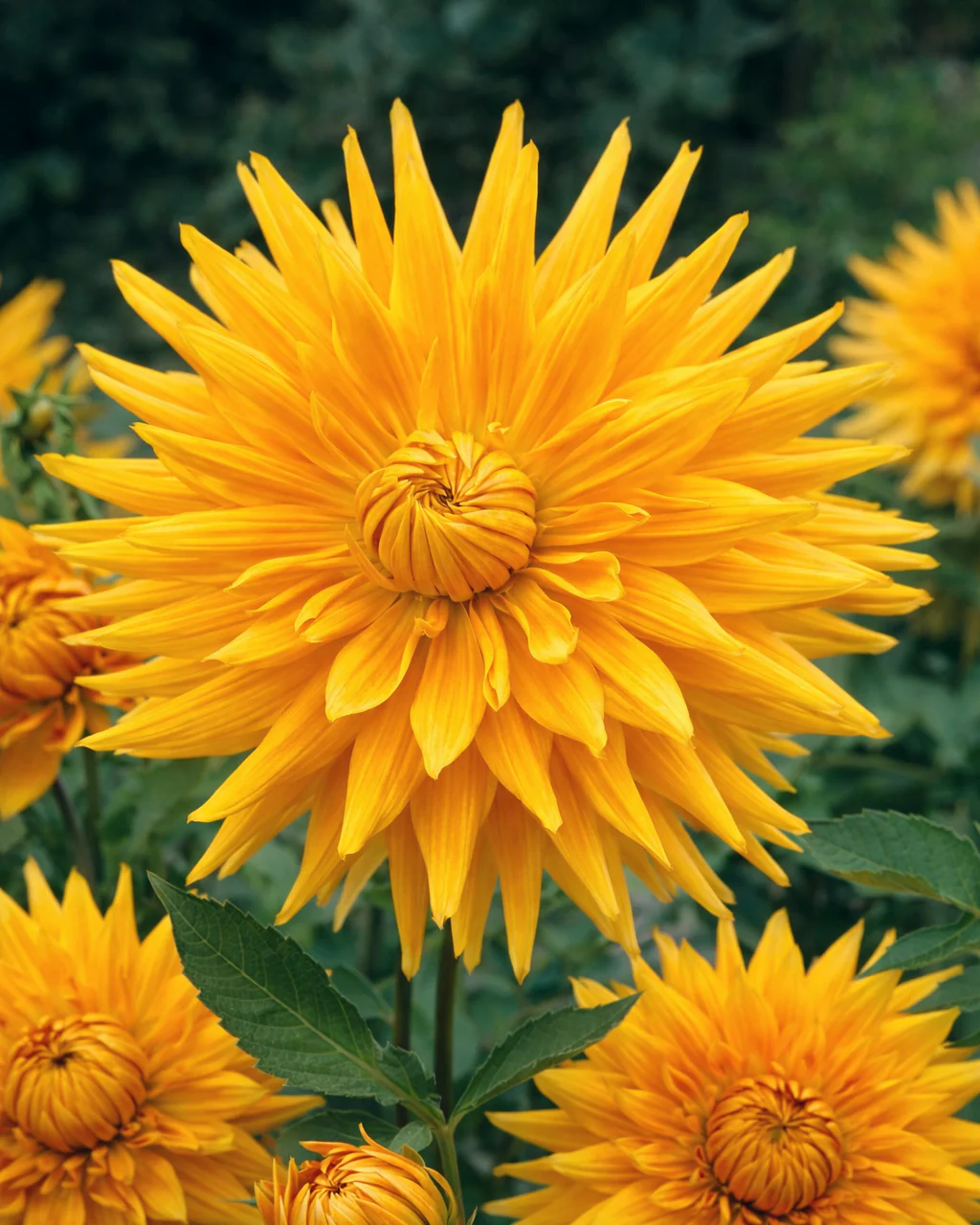 Dahlia 'Gold Crown' - Image 3