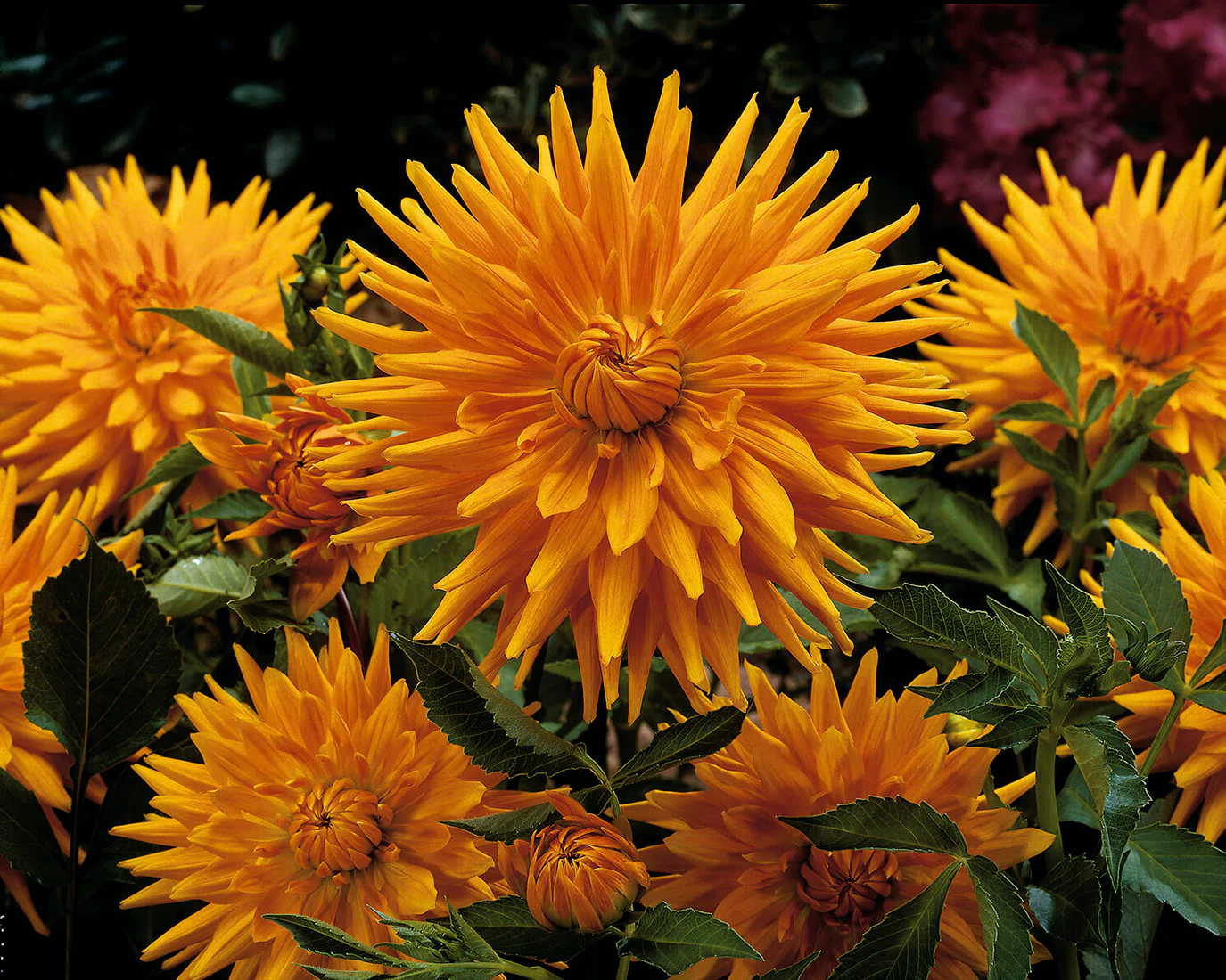 Dahlia 'Gold Crown' - Image 5