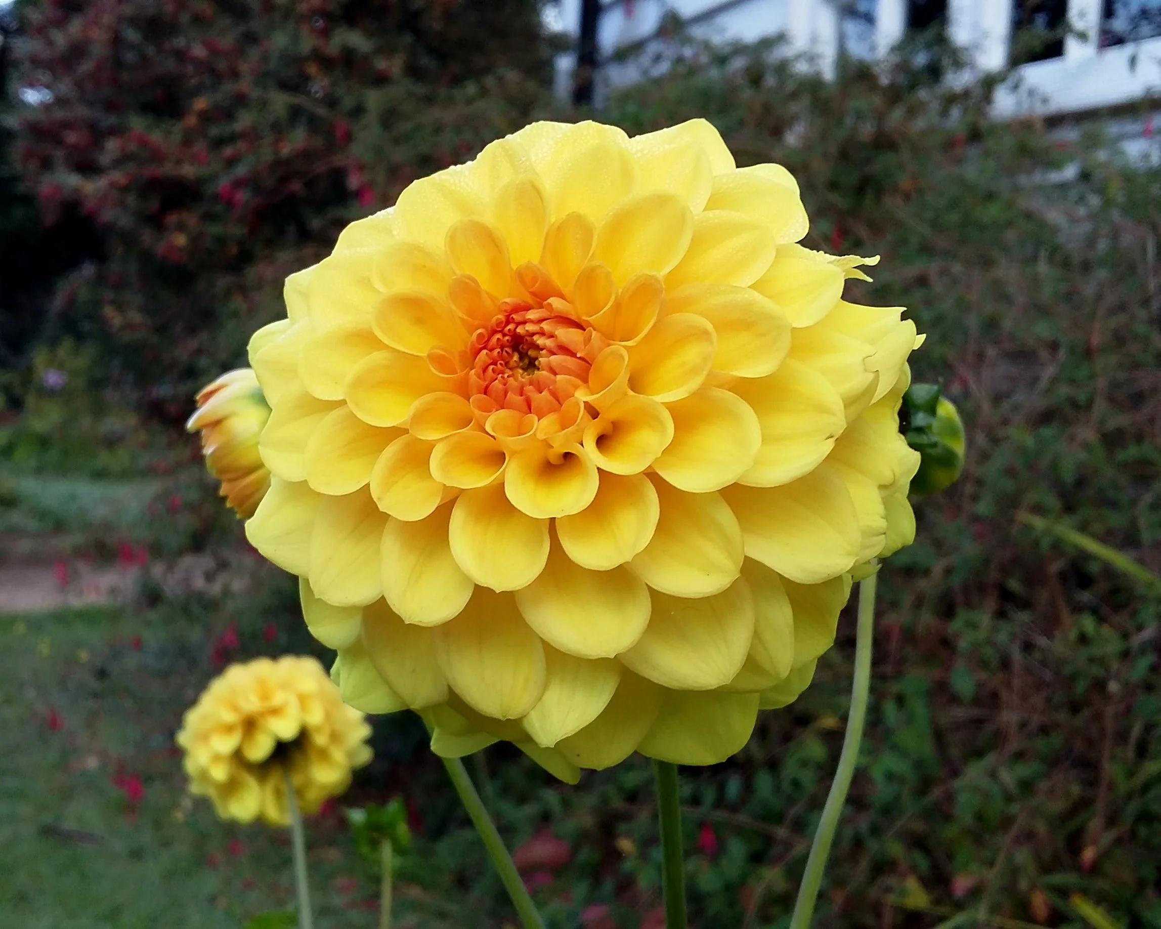 Dahlia 'Golden Sceptre' - Image 4