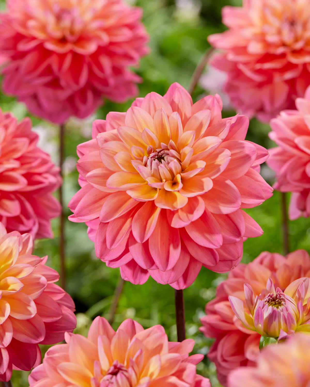 Dahlia 'Great Silence' - Image 5