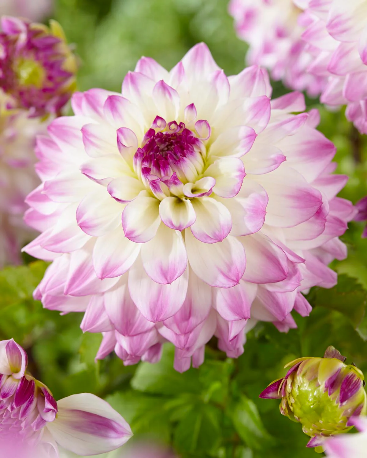 Dahlia 'Hapet Blue Eyes' - Image 2