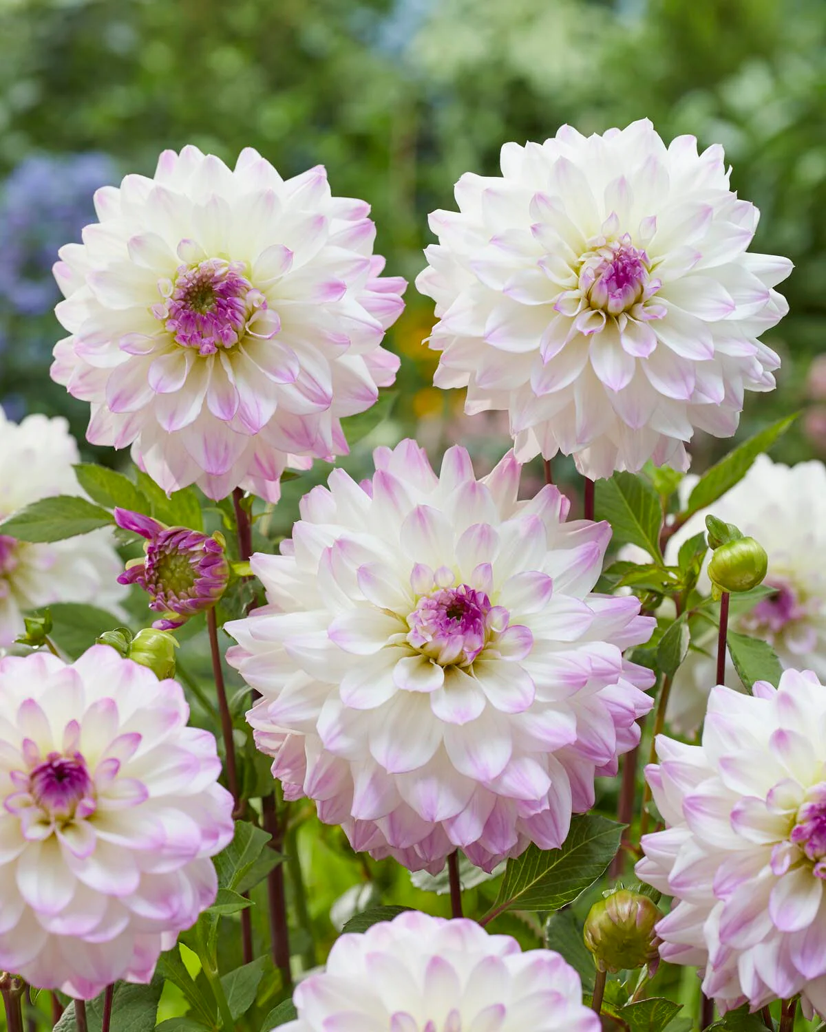 Dahlia 'Hapet Blue Eyes' - Image 4