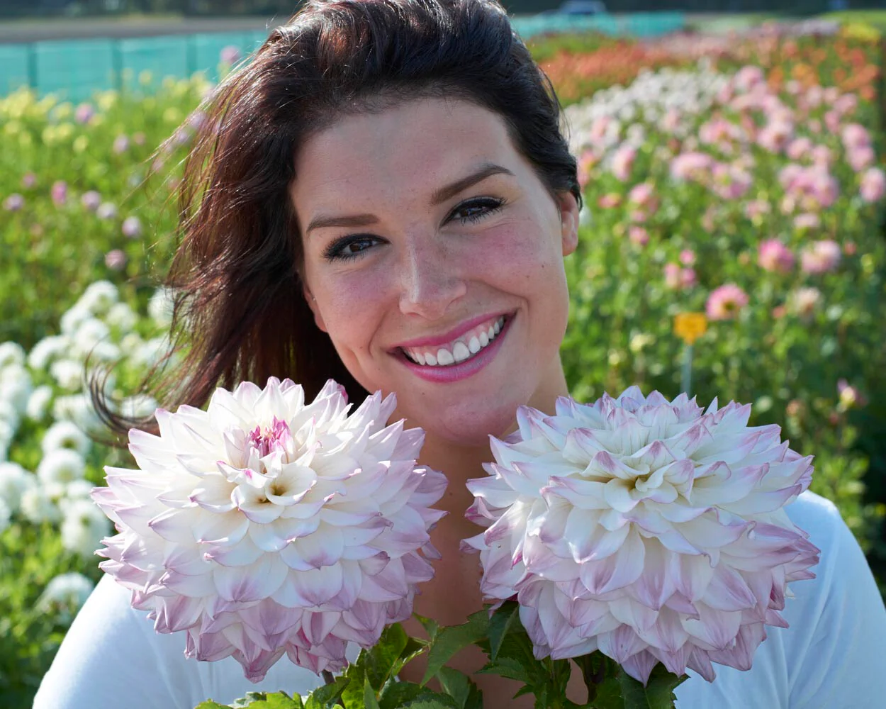 Dahlia 'Hapet Blue Eyes' - Image 5