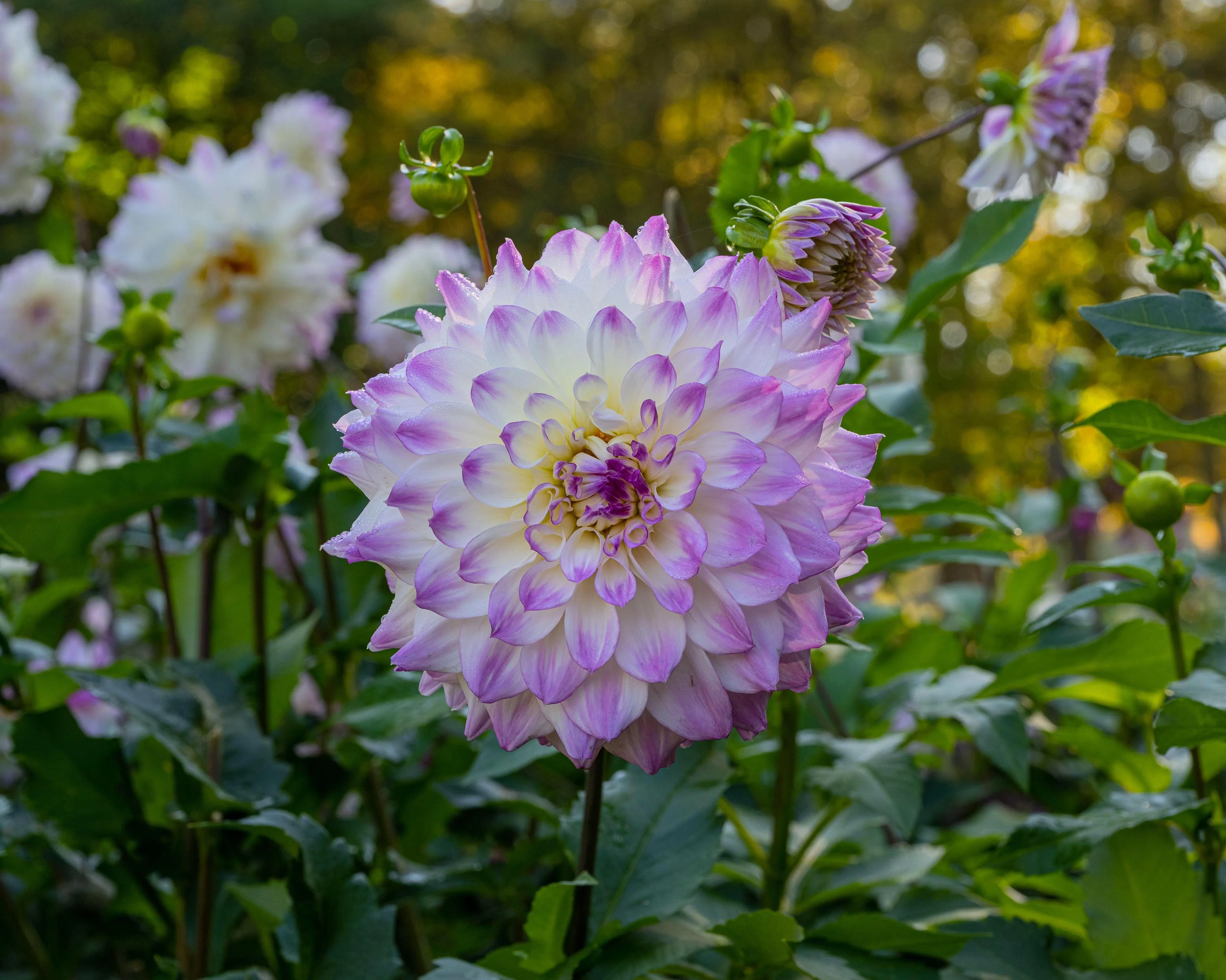 Dahlia 'Hapet Blue Eyes' - Image 8