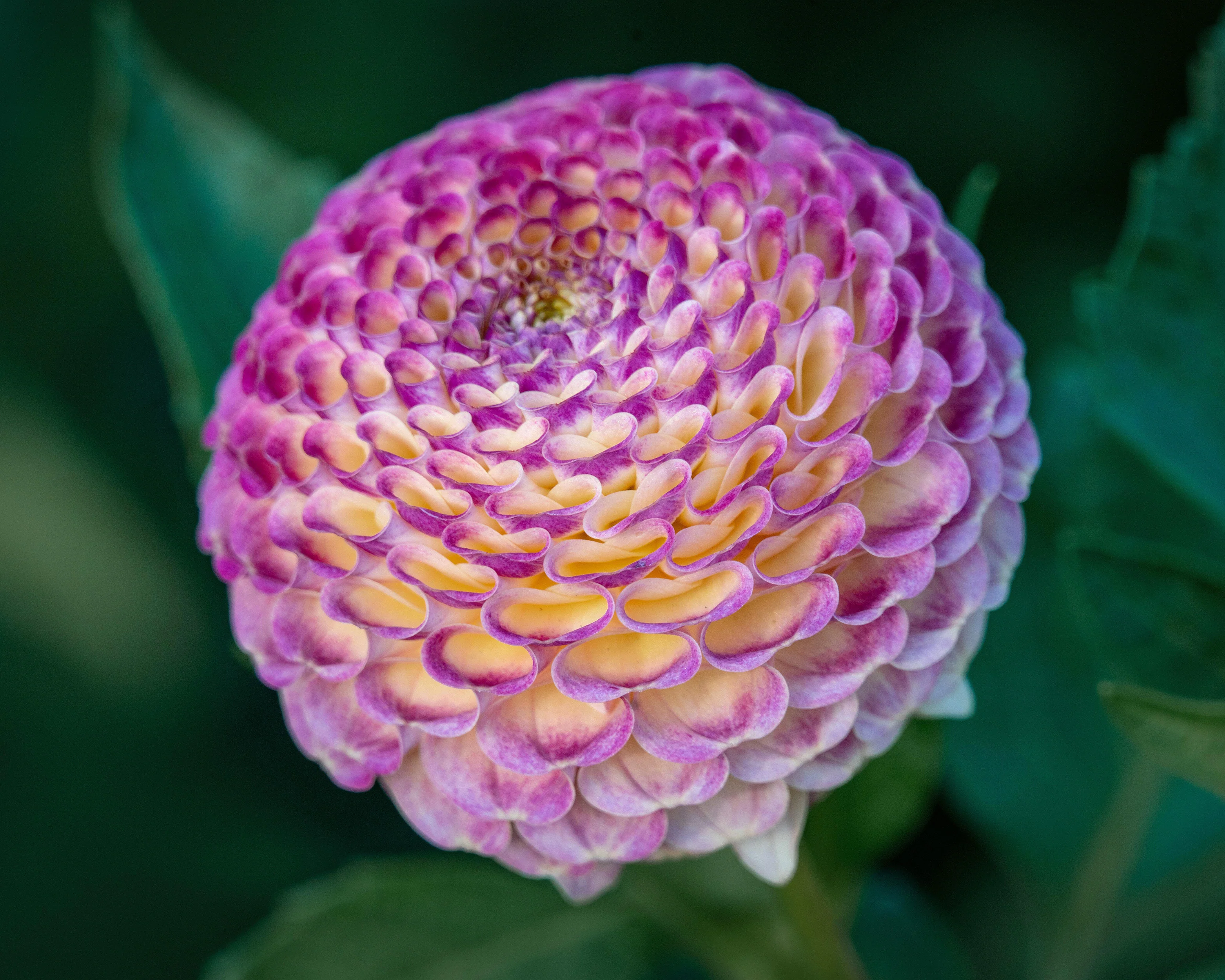 Dahlia 'Hapet Compo' - Image 3
