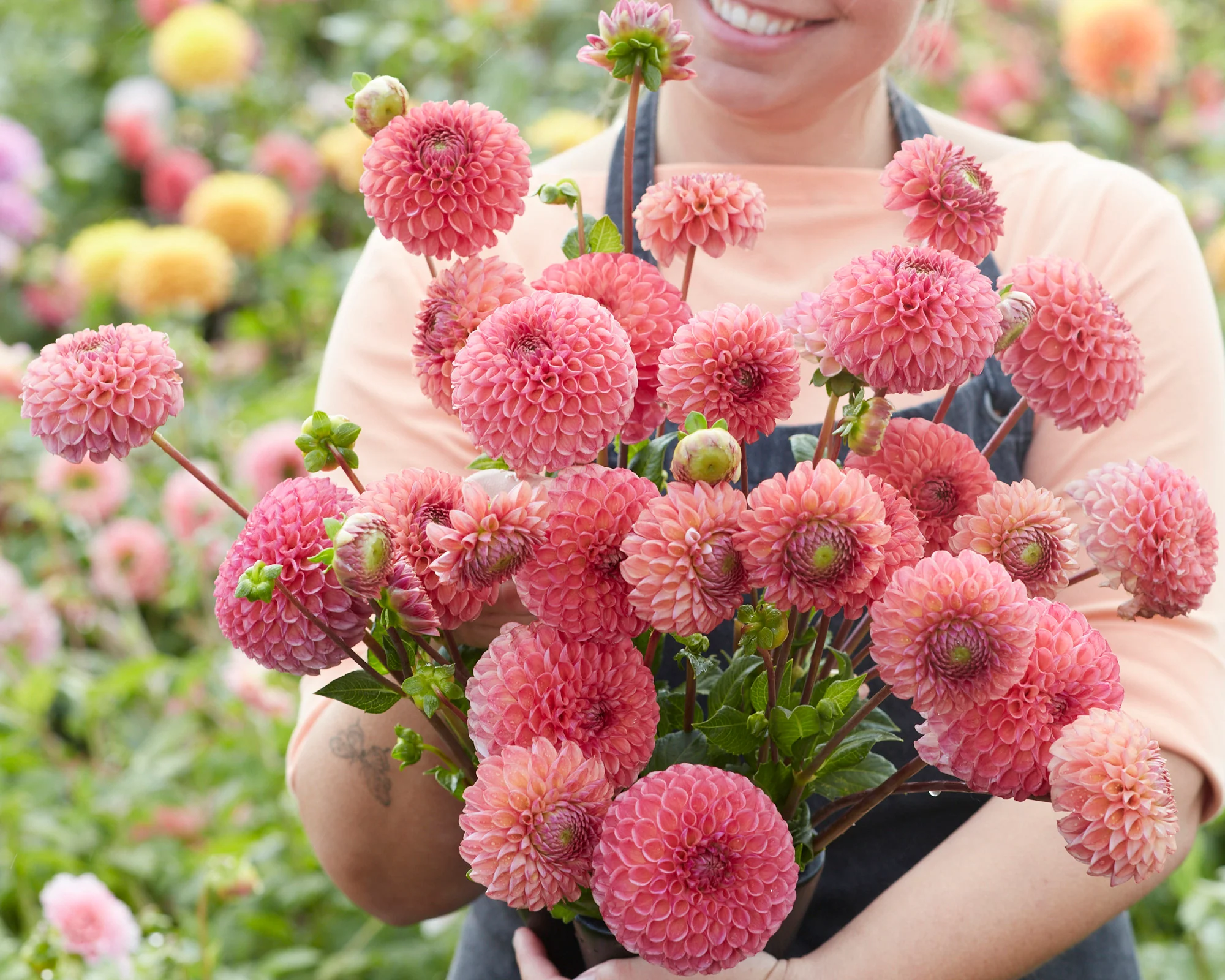 Dahlia 'Hapet Coppery' - Image 2