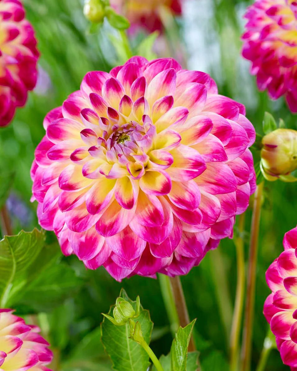 Dahlia 'Hapet Daydream' - Image 3