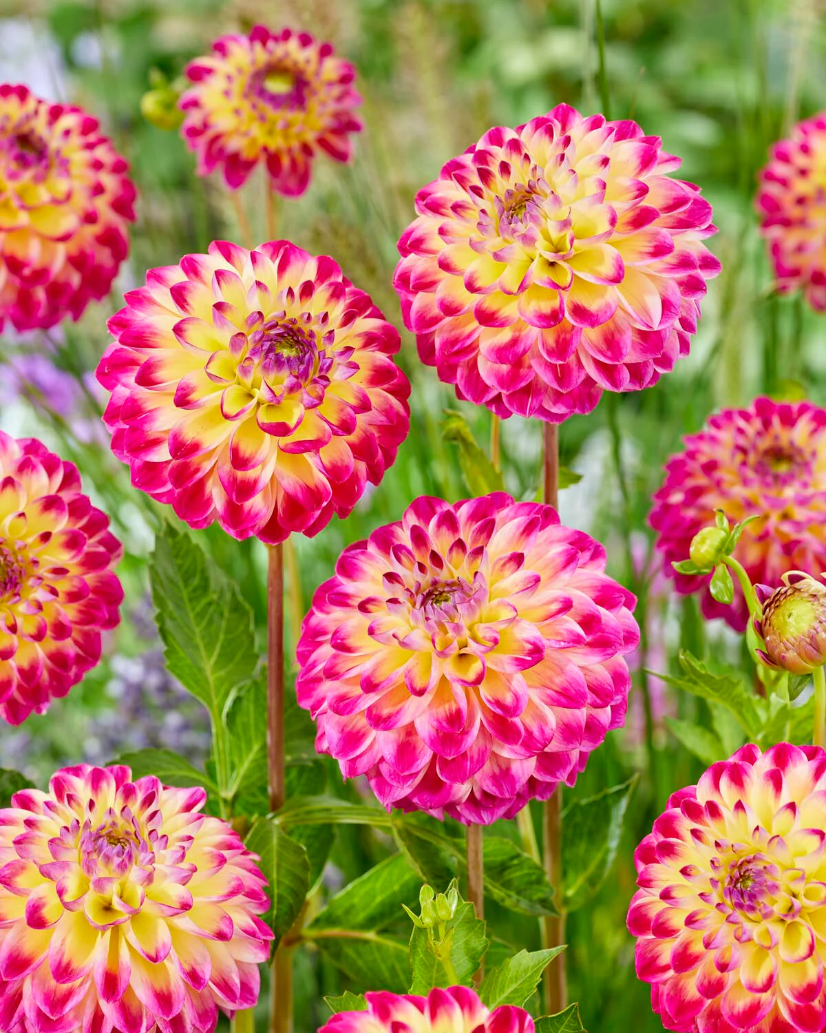 Dahlia 'Hapet Daydream' - Image 4