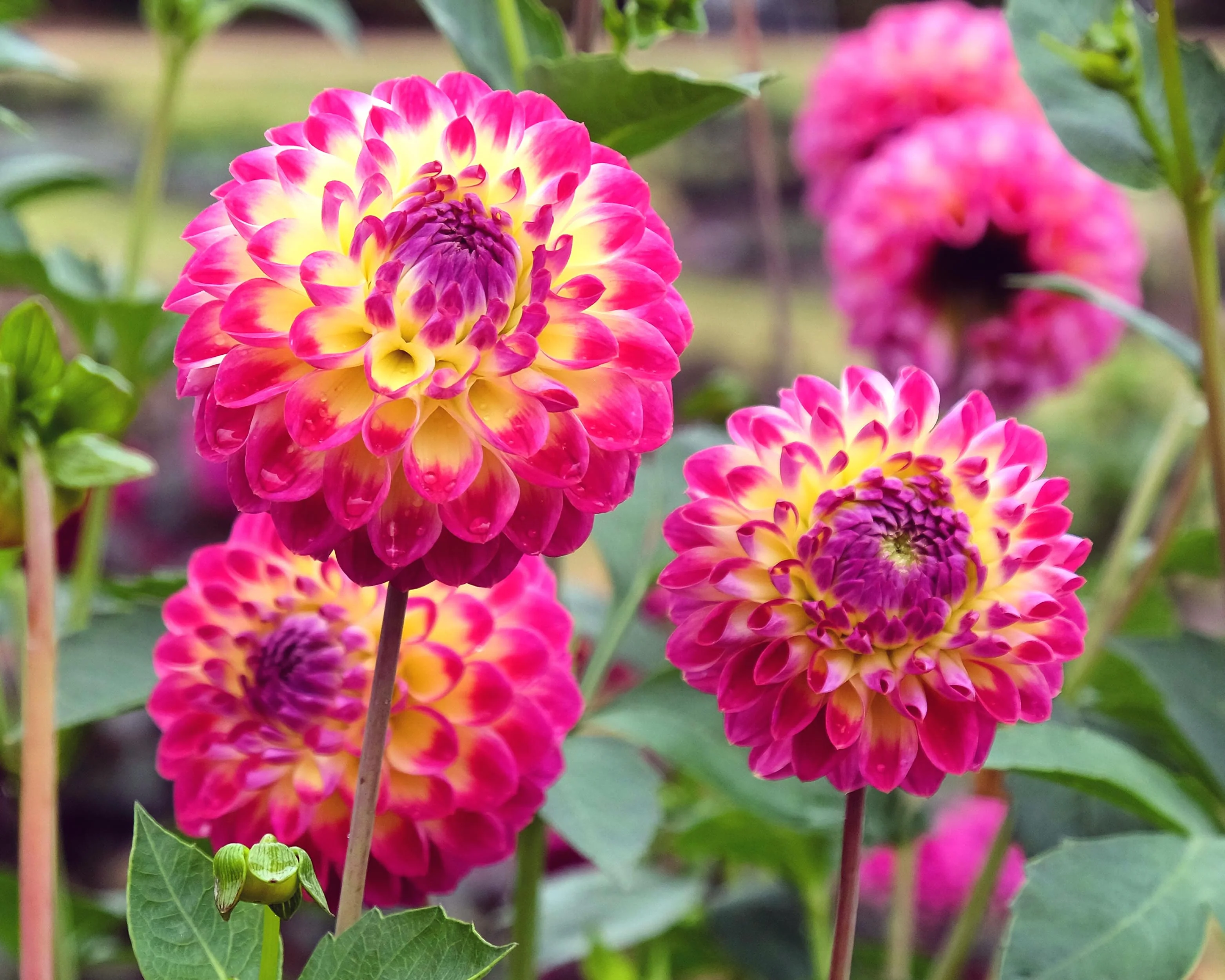 Dahlia 'Hapet Daydream' - Image 6