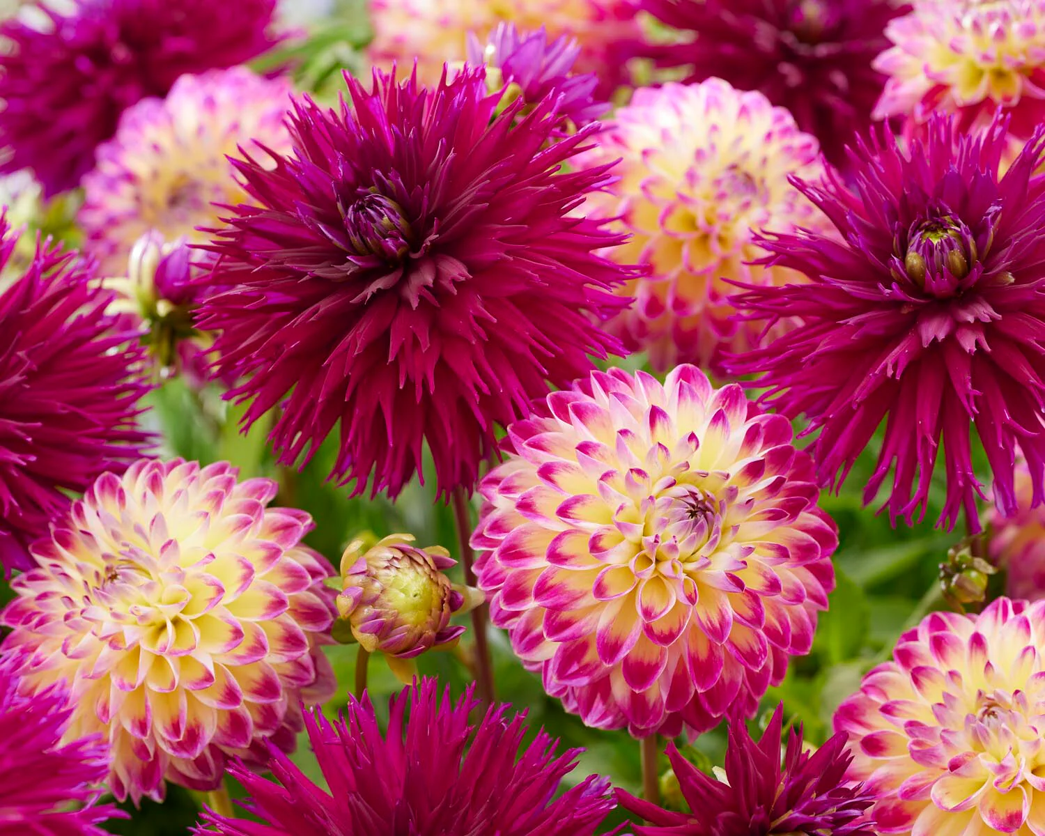 Dahlia 'Hapet Daydream' - Image 8
