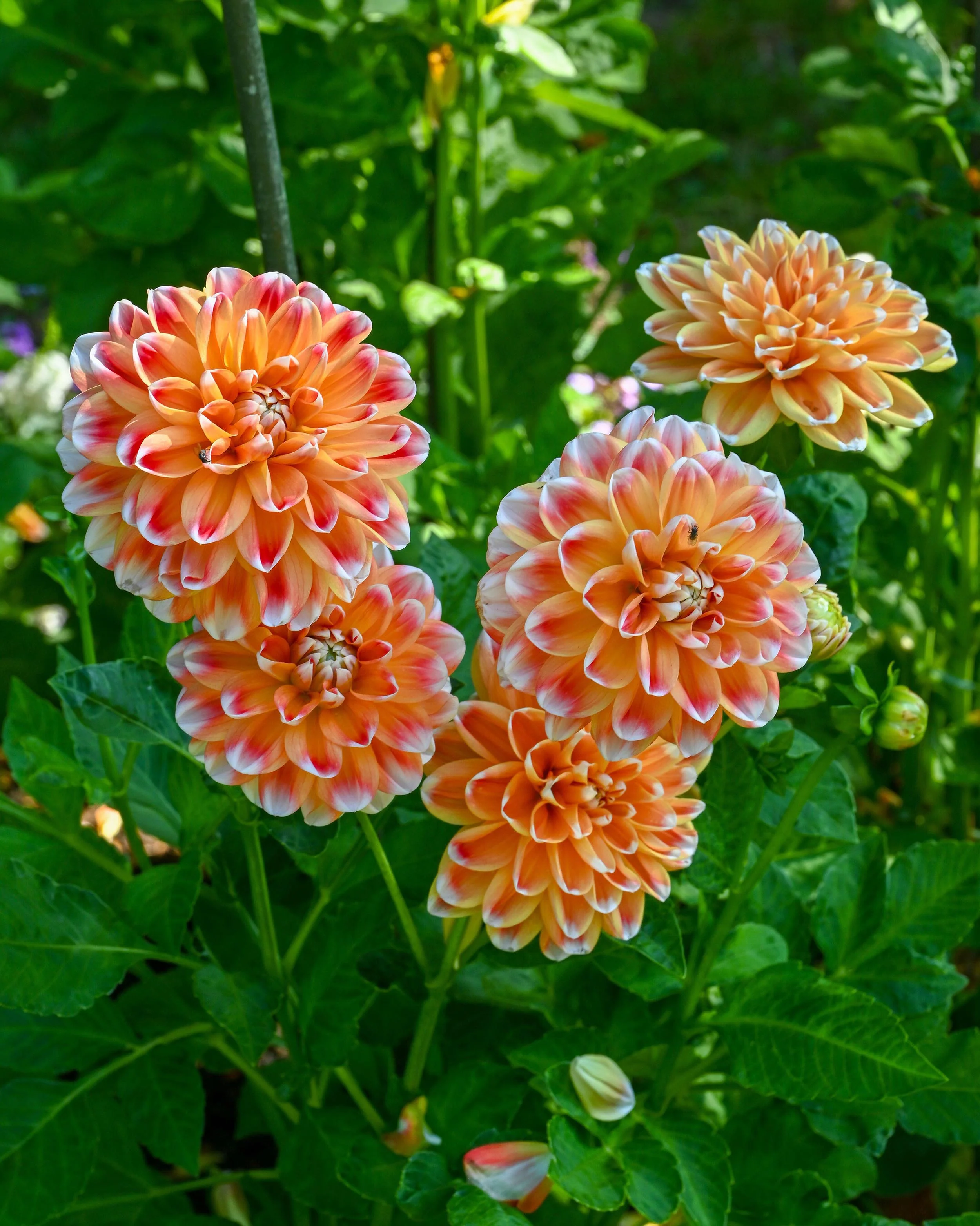 Dahlia 'Hapet Harmony' - Image 2