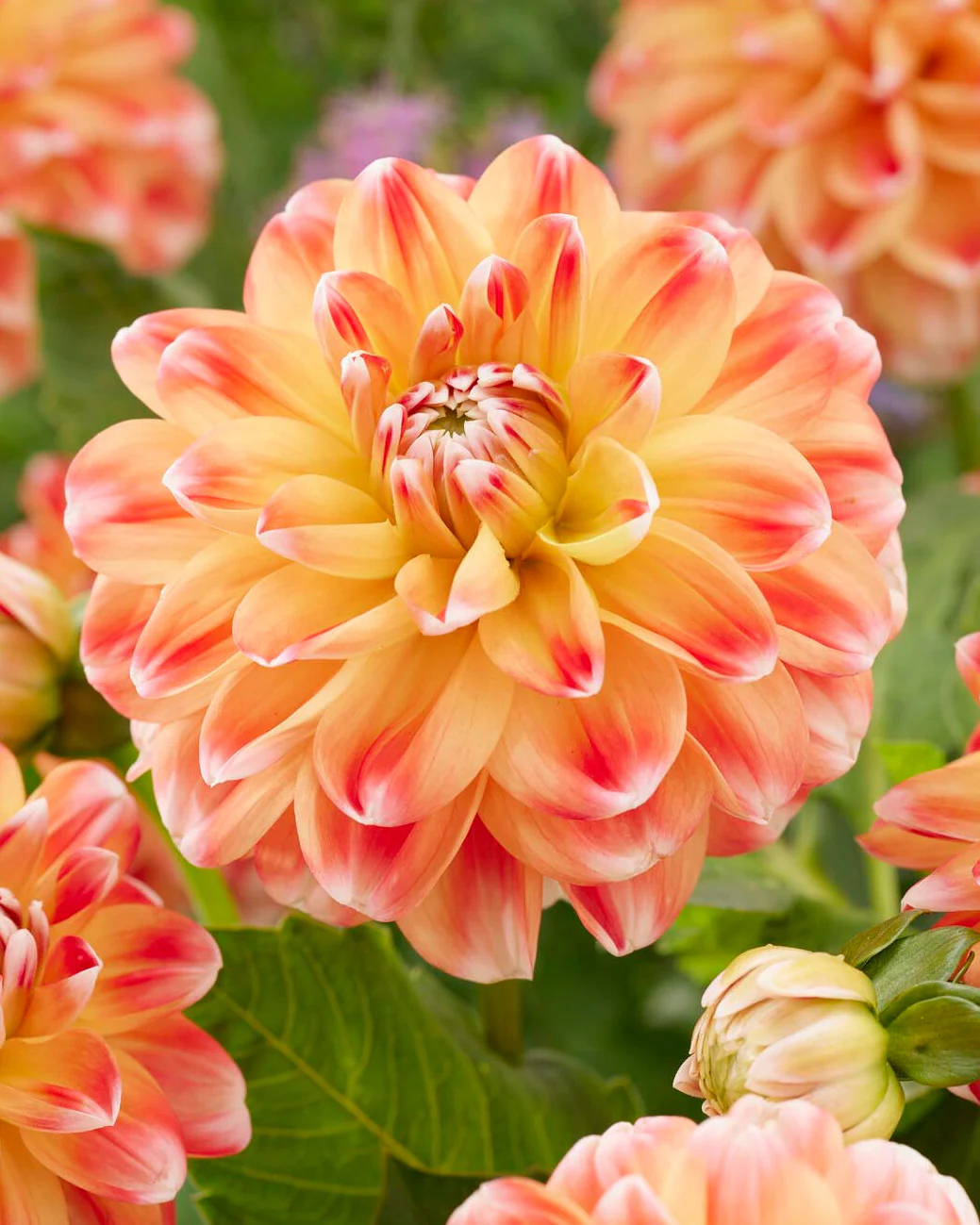 Dahlia 'Hapet Harmony' - Image 3