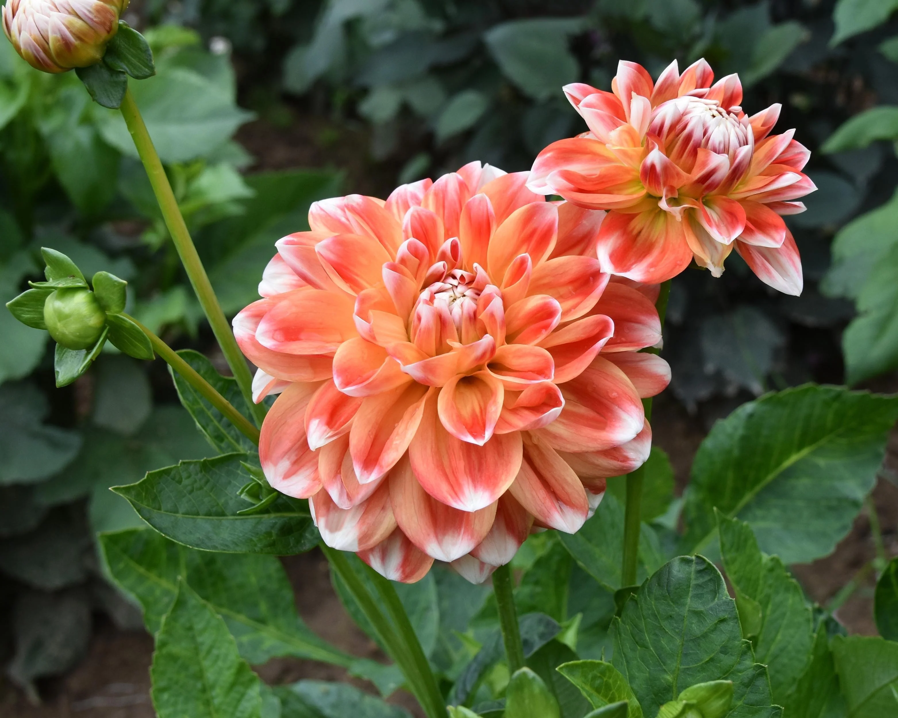 Dahlia 'Hapet Harmony' - Image 4