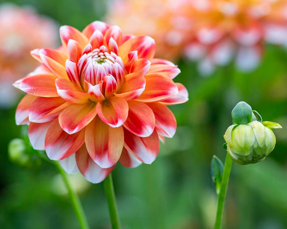 Dahlia 'Hapet Harmony' - Image 6