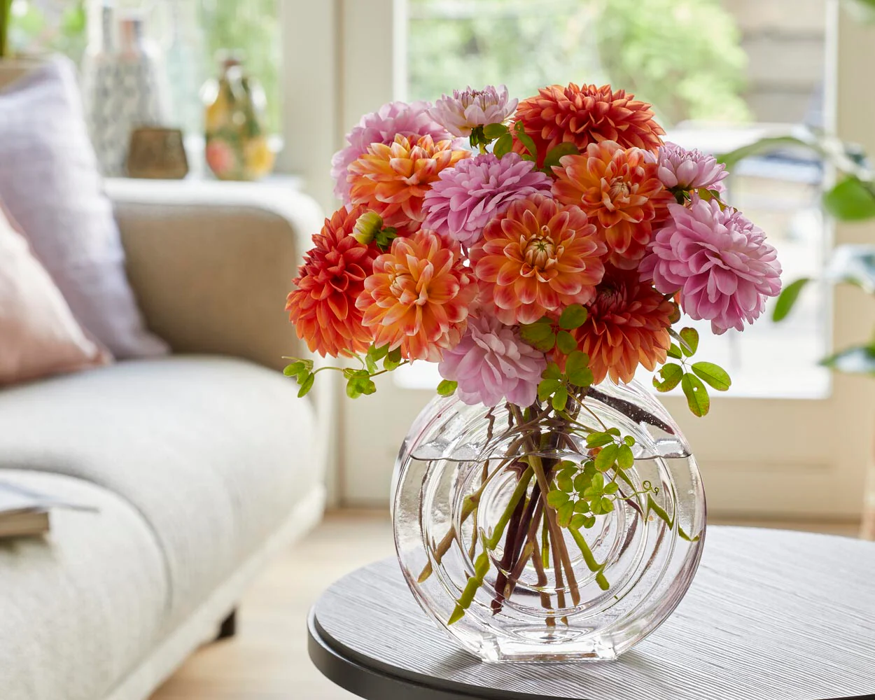 Dahlia 'Hapet Harmony' - Image 7
