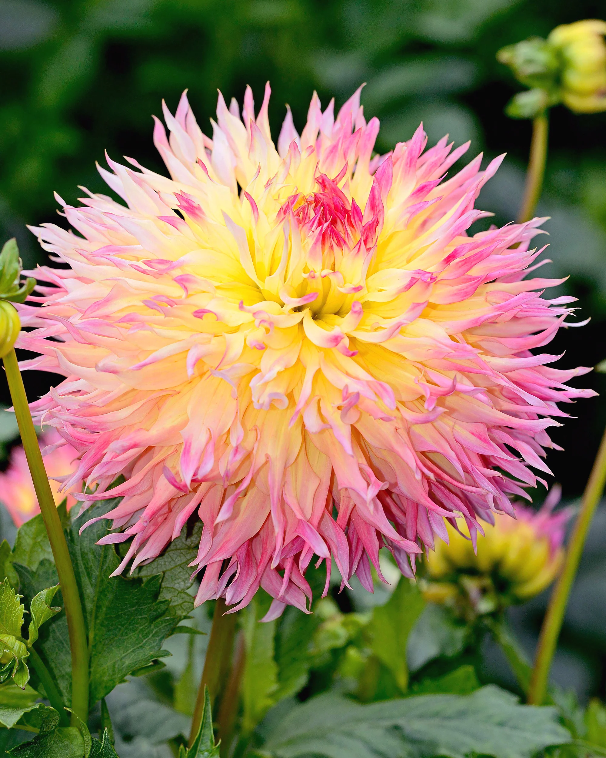Dahlia 'Hapet Perfect'