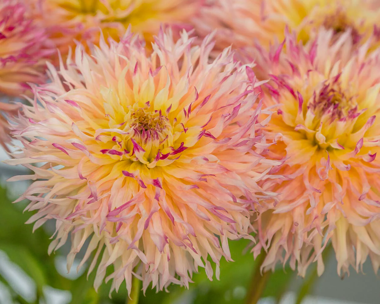 Dahlia 'Hapet Perfect' - Image 3