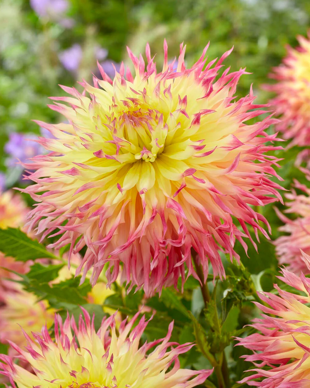 Dahlia 'Hapet Perfect' - Image 4